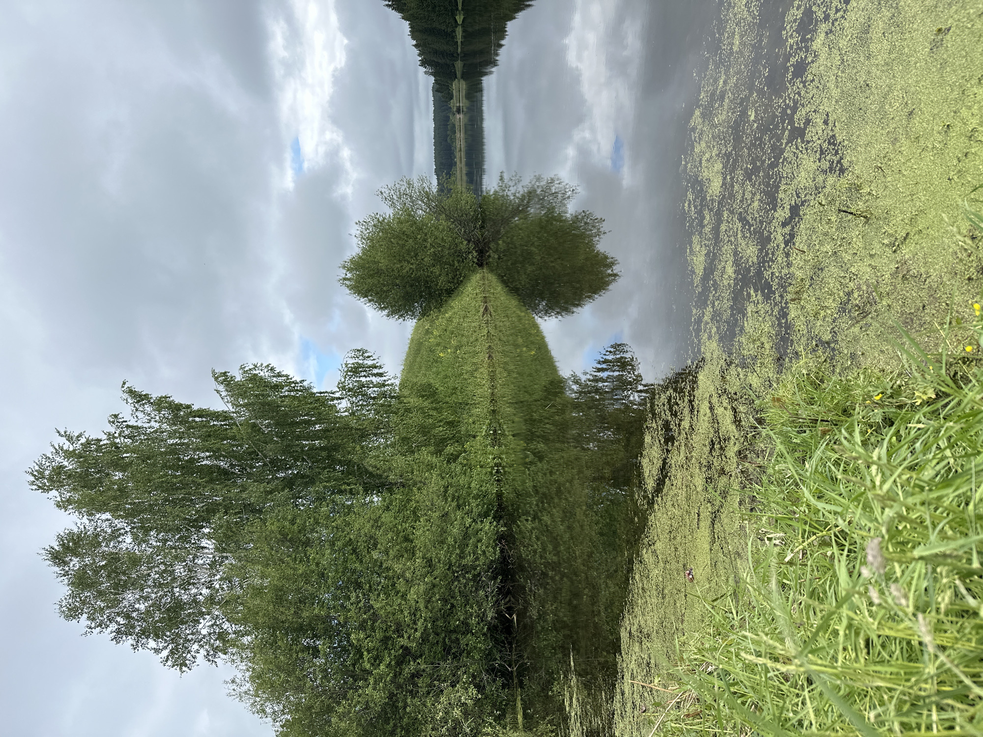 The image shows a body of water, possibly a lake or a pond, reflecting the sky and surrounding vegetation. The reflection creates a symmetrical effect. The sky is overcast with gray clouds. Trees and green foliage line the bank of the water. Part of the water surface is covered with duckweed or algae. The image is disorientating, suggesting it is rotated or flipped. It is impossible to confirm the location as Среднее Кечево, Russia.
