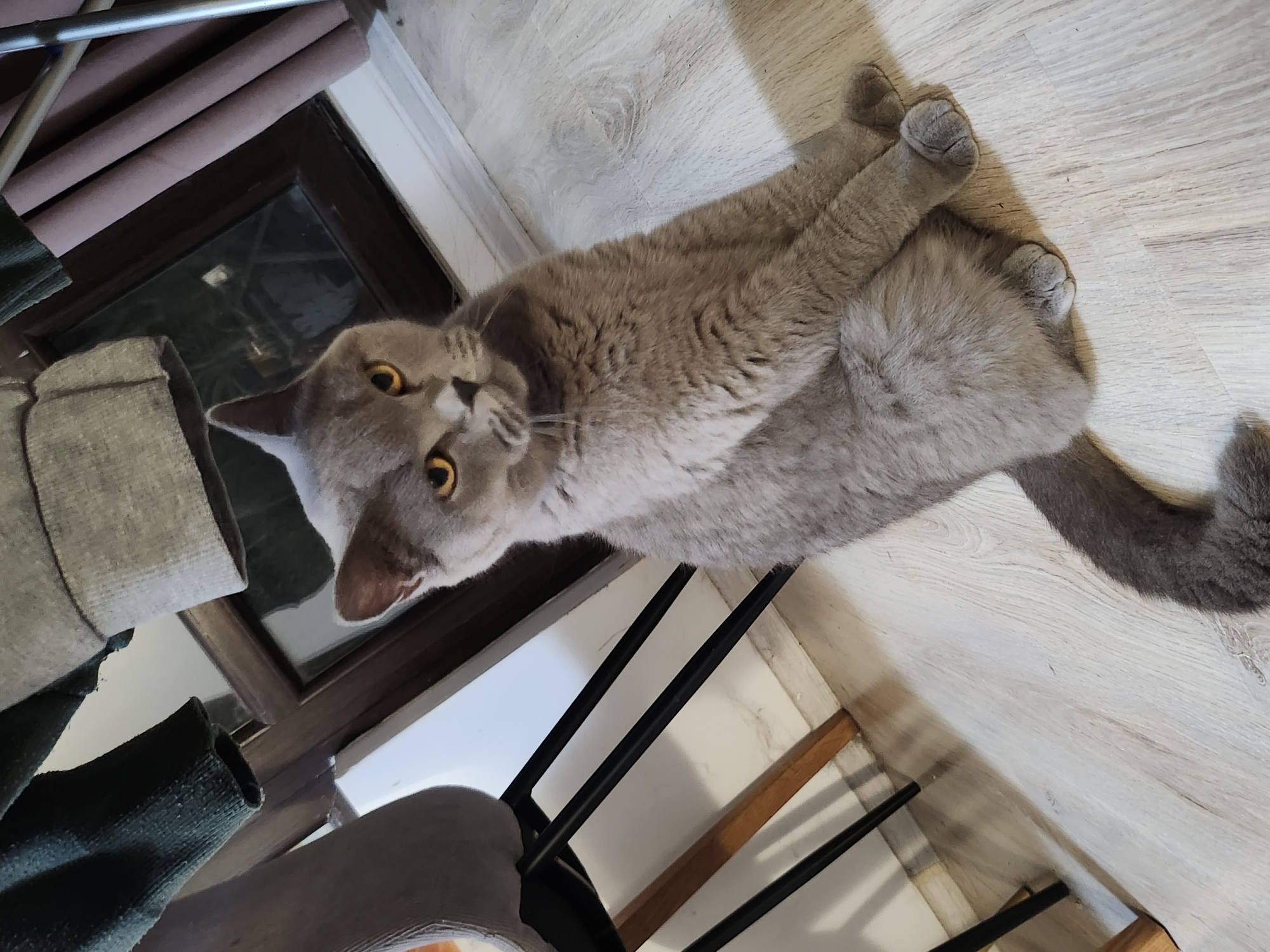 An indoor scene in Tsarevo, Bulgaria, displays a medium-sized, solid grey cat with short fur and intense amber eyes. The cat is seated upright on a light-colored wooden floor, facing directly towards the viewer with its front paws tucked beneath its chest. Its tail is curled along its left side. In the background, to the upper left, a dark grey upholstered chair with black metal legs is visible. Above the cat's head, two fabric sleeves, one dark green and one light grey, hang downwards. To the upper right, a dark-framed window or reflective surface is partially visible, with light-colored baseboards running along the wall below it. Vertical, muted pink fabric elements are present on the far right. The wooden floor exhibits a distinct grain pattern. No individuals are present in the image.