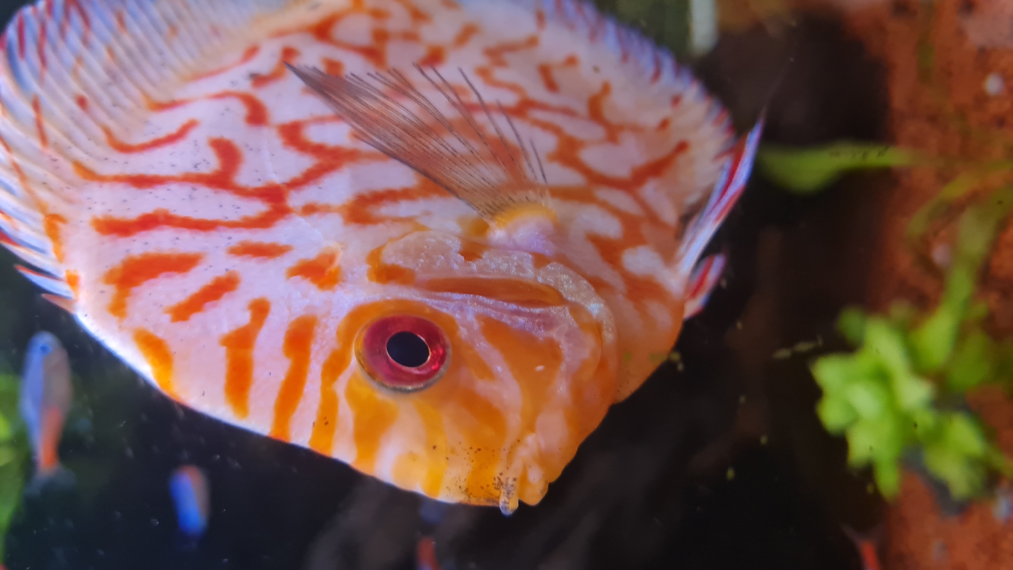 A close-up image shows a discus fish, prominently positioned in the foreground and facing towards the viewer. The fish has a distinct disc-shaped body with a light, almost white, base color, patterned with intricate, wavy orange-red markings that extend across its body and fins. Its eye is a striking red with a dark black pupil. Numerous small, dark speckles or dots are scattered across the fish's lighter body areas and are particularly noticeable around its mouth, which also exhibits faint, whisker-like protrusions.
The background is softly blurred, indicating an underwater or aquarium setting. To the lower left, out-of-focus smaller fish, possibly neon tetras, with blue and red coloration are visible. On the right side of the frame, there are hints of green aquatic plants and a reddish-brown substrate or decorative element. The image highlights the detailed patterns and the small, dark spots on the discus fish's body, set within its aquatic habitat. No text is visible in the image.