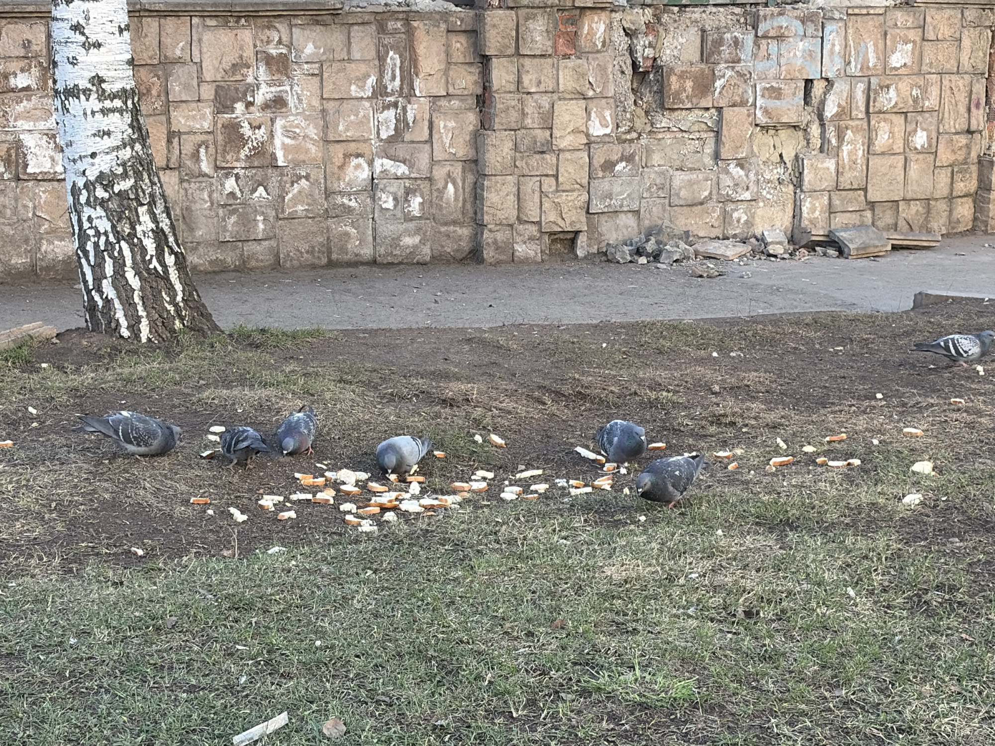 A ground-level, outdoor scene shows six pigeons feeding on scattered pieces of bread on a patch of grass and bare soil. A birch tree trunk with characteristic white bark and black markings is visible on the left side. Behind the tree and pigeons is a low wall constructed of roughly hewn stone blocks. Sections of the wall appear to be in disrepair, with missing or broken stones. The scene is believed to be in Izhevsk, Russia.