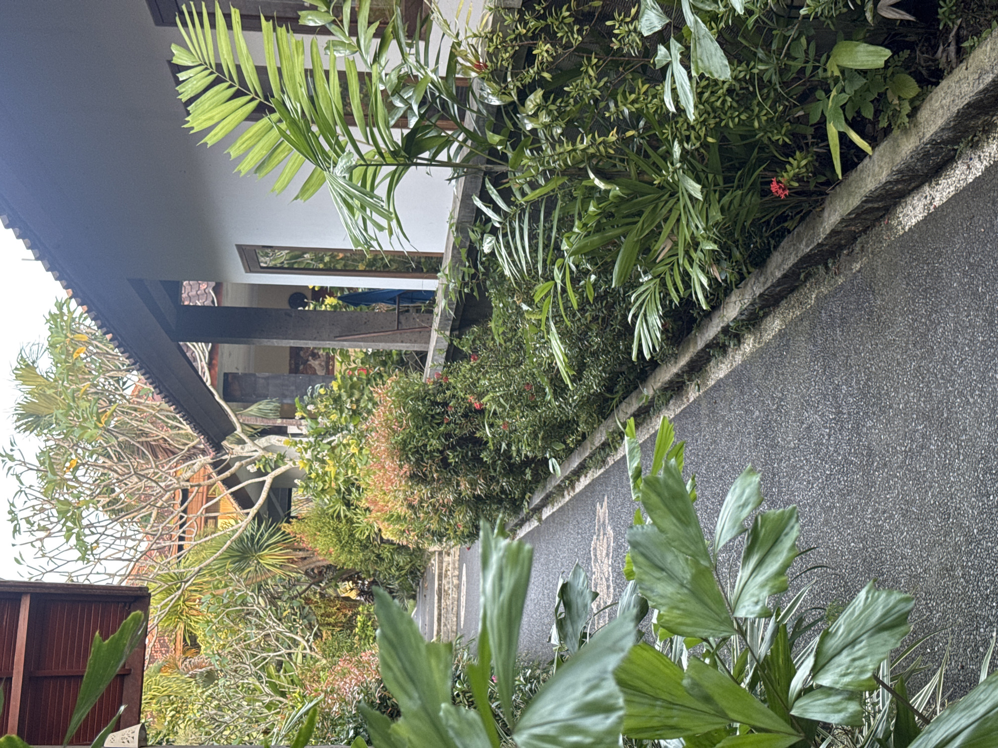 The image captures a view along a walkway in Kuta Selatan, Indonesia. The walkway, surfaced with small aggregate, runs between lush greenery on either side. The foliage includes various plants, some featuring large, glossy leaves and others with dense, smaller leaves and hints of red flowers. To the left, a building with a tiled roof and wooden supports is partially visible, with glimpses of the building's interior, including what appear to be windows. A small section of a blue-covered structure can be seen inside, possibly an outdoor seating area. The composition of the image suggests the photograph was taken from a relatively low perspective, emphasizing the vegetation along the path.