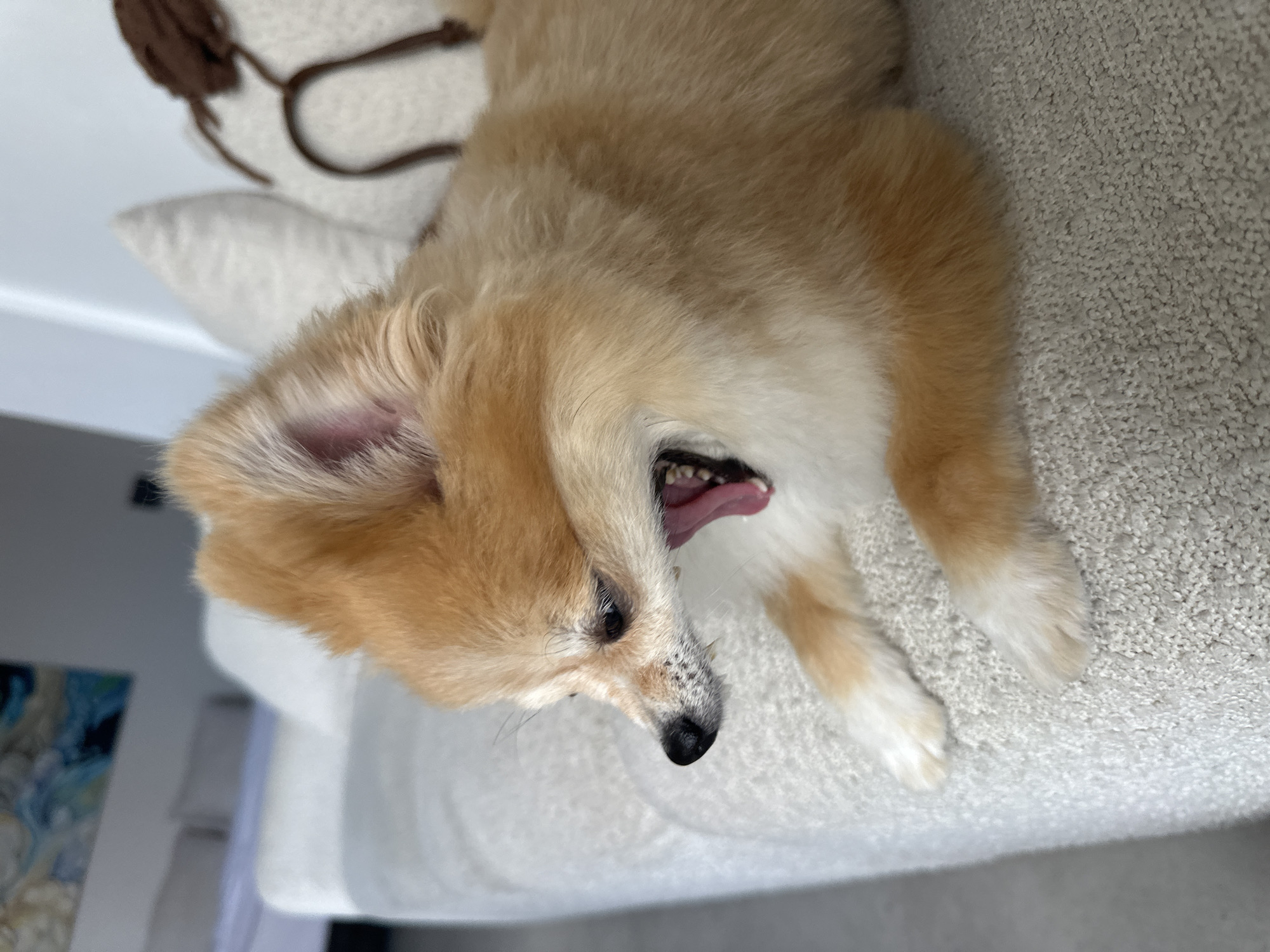 A tan and white Pomeranian dog yawns while lying on a textured light-colored sofa. The dog's mouth is wide open, revealing its tongue and teeth. The background shows a white pillow with a brown decorative element, and a blurred abstract painting on the wall. The scene appears to be indoors in a residential setting.