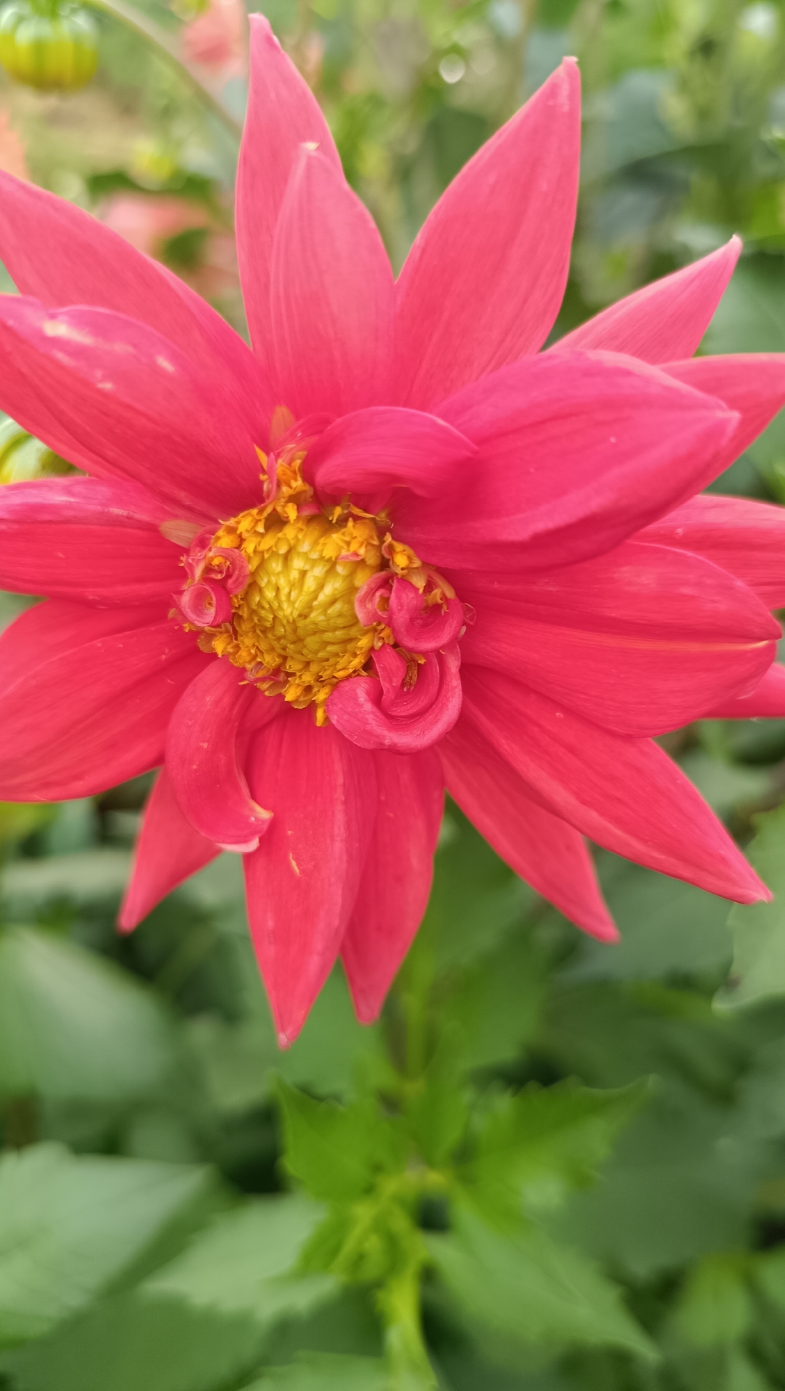 A close-up, vertical shot captures a vibrant pink dahlia flower in full bloom, dominating the frame. The flower's petals are pointed and spread outwards, with some slightly curled at the tips. The center of the dahlia is a bright yellow, featuring a cluster of small florets and some uniquely curled, tubular structures. The background consists of soft-focus green foliage, suggesting an outdoor garden setting. No specific location in Karsha, Russia is identifiable from the image. The image is static and depicts only the flower.