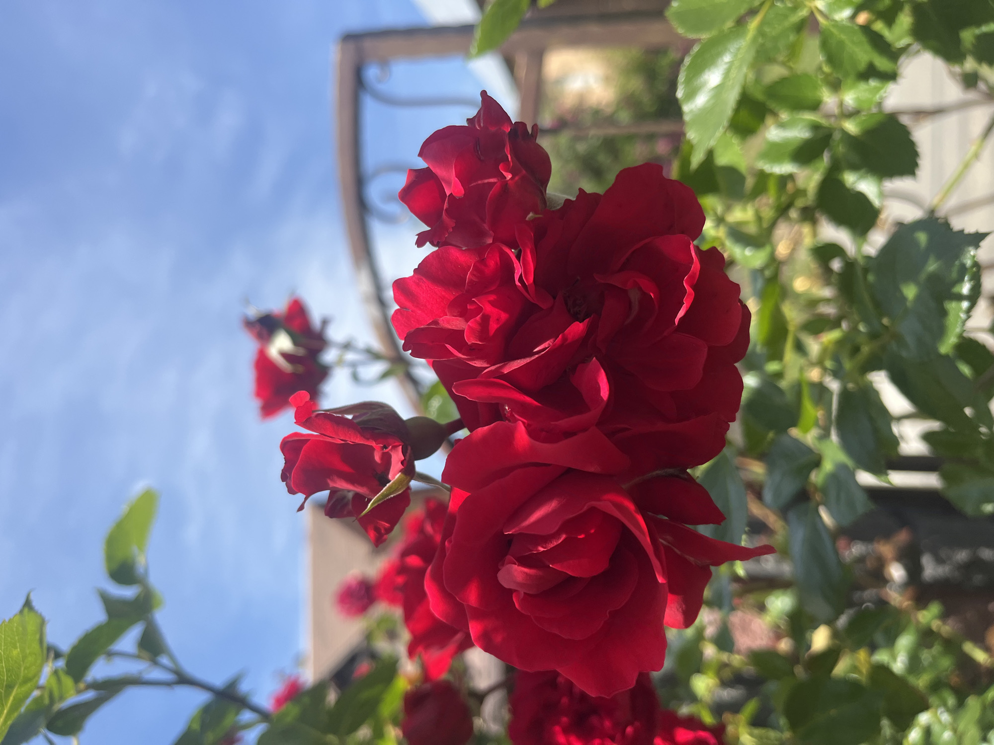 A close-up, slightly low-angle shot captures a cluster of deep red roses in full bloom. The roses appear healthy, with tightly-packed petals. Green leaves are visible behind and around the roses, providing contrast. A blurred background shows a blue sky with light clouds, and a partially visible architectural structure with dark metalwork. The location is Onokivtsi, Ukraine.