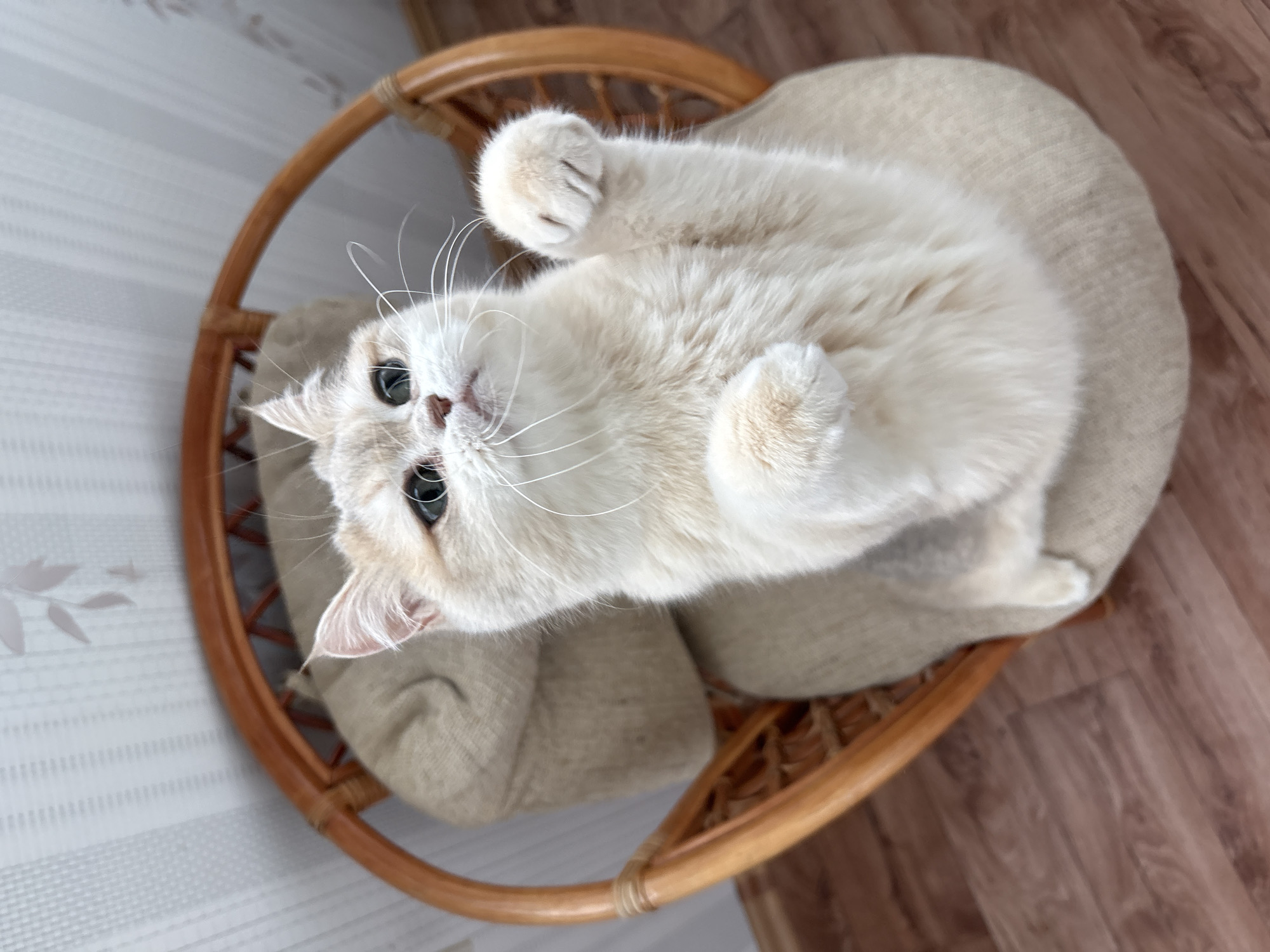 A tan cat with black eyes is lying on its back in a round wicker chair with a beige cushion. The chair also has a tan back cushion. The cat's paws are in the air. The chair is on a brown wood-patterned floor, near a wall with white and gray vertical stripes. The location is the city of Chaikovsky, Russia.