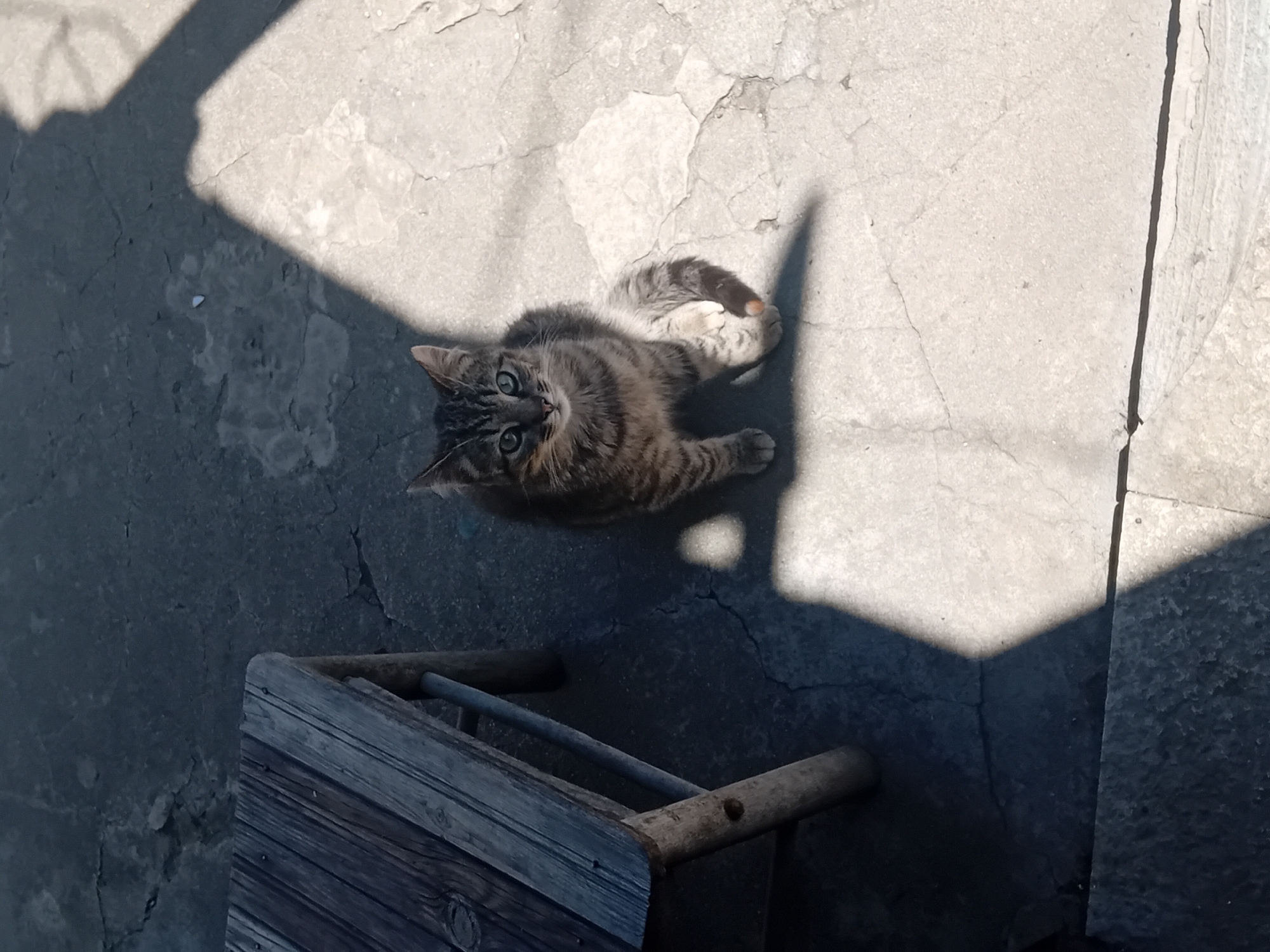 A medium, overhead shot shows a tabby cat lying on a concrete surface near a partially visible wooden chair or crate. The cat, with prominent green eyes, gazes upward towards the camera. Sections of the scene are cast in shadow, indicating a light source coming from one side of the frame. The background consists of cracked and weathered concrete. No people are visible. The location is outdoors.