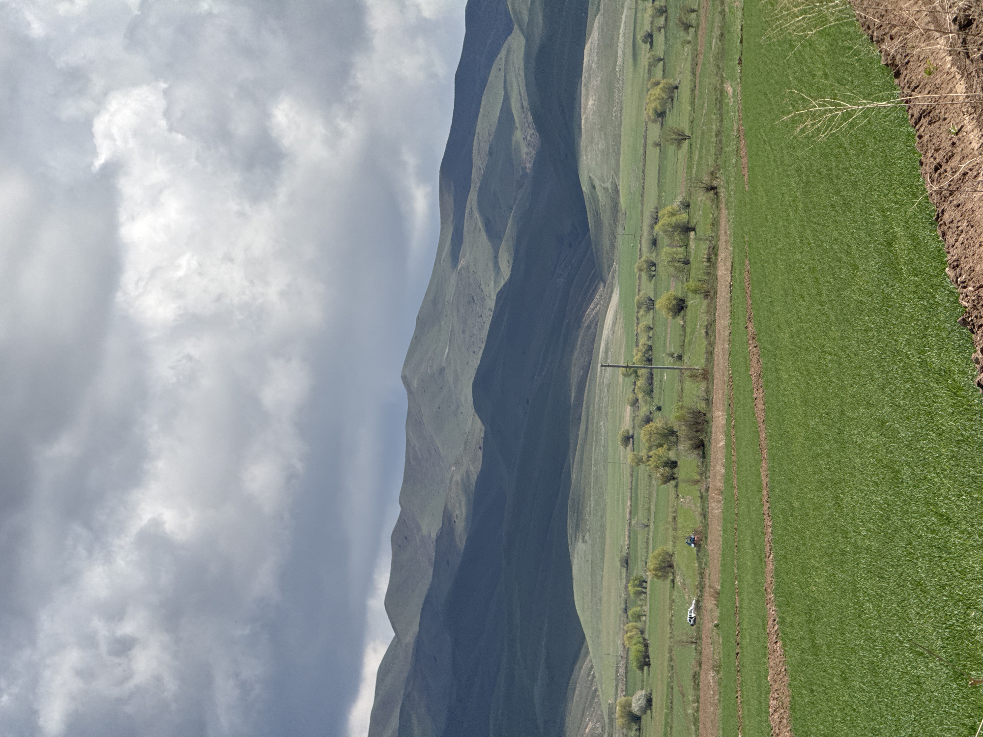 This landscape image depicts a rural, mountainous scene under an overcast sky. In the background, a series of imposing, undulating mountains rise, covered in green vegetation and exhibiting deep shadows that highlight their rugged contours. The sky above is largely cloudy, with patches of lighter grey and white clouds suggesting diffused light.
The midground and foreground are dominated by expansive, vibrant green agricultural fields, possibly planted with young crops like wheat or barley. A narrow dirt path or road meanders through these fields, bordered by small, scattered trees and shrubs that appear to be in the early stages of leafing out. Along this path, a white vehicle (possibly a car or utility vehicle) is visible in the midground, and further behind it, a small blue tractor or piece of farm equipment can be seen. A utility pole with wires stands near the path, providing a subtle hint of human infrastructure.
The scene conveys a sense of peaceful rural life and agricultural activity in a mountainous region. The time of day appears to be daytime, likely late morning or afternoon, given the soft lighting and visible shadows. There are no people visible, nor is there any discernible text within the image. The setting is consistent with the provided location context of Tilekmat, Kyrgyzstan, showcasing its natural beauty and agricultural lands.