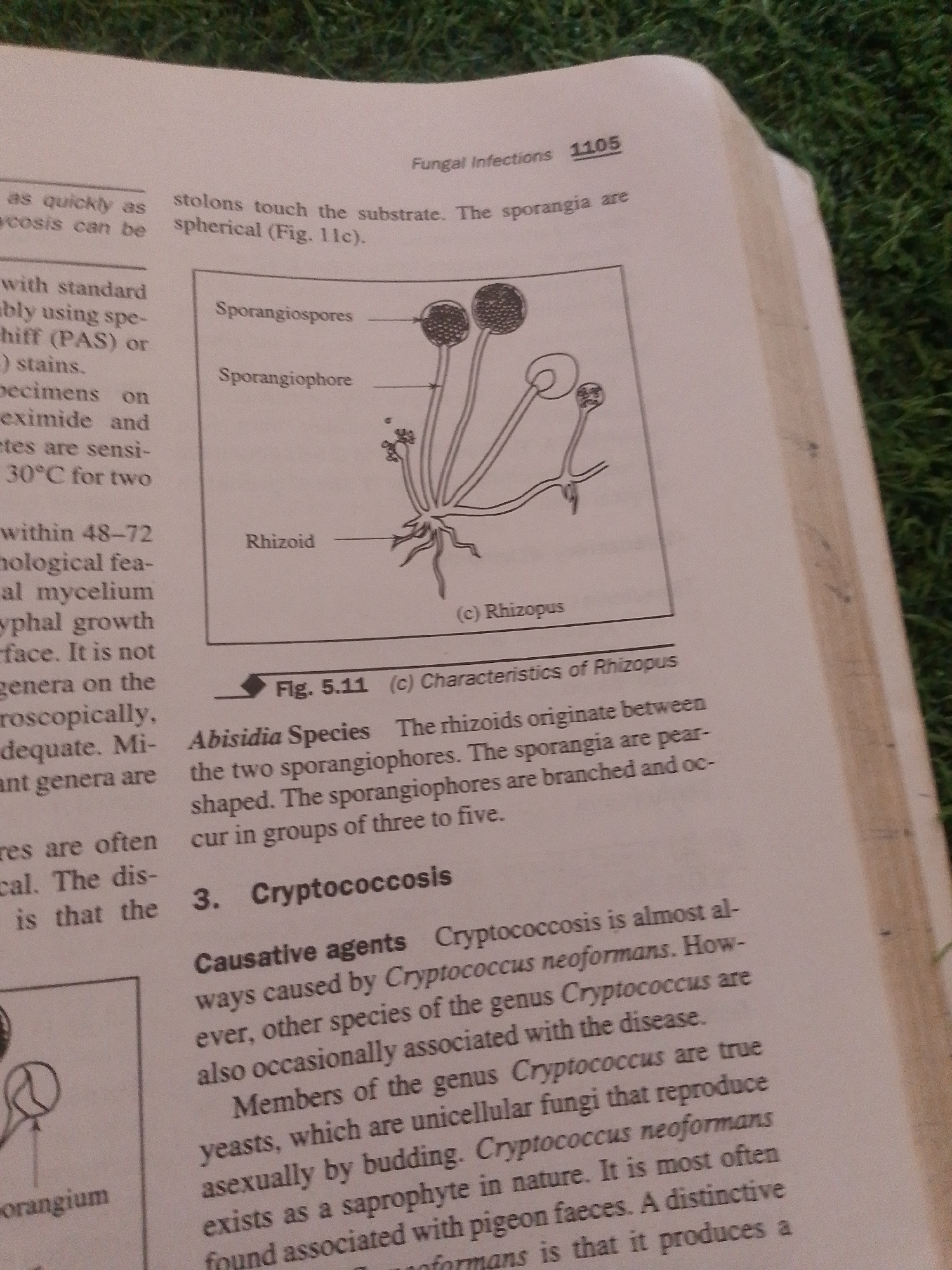 This is a close-up, overhead photograph of an open textbook, likely taken indoors in a brightly lit environment. The background is a blurry expanse of green, suggestive of grass, which might indicate the book is placed on a lawn or an outdoor surface, or perhaps a green rug or mat indoors.
The primary subject is the open book itself. The visible pages contain printed text and a black and white line drawing. The drawing appears to be a biological illustration, depicting fungal structures with labels such as "Sporangiospores," "Sporangiophore," and "Rhizoid." The drawing is identified as "(c) Rhizopus" and is associated with "Fig. 5.11 (c) Characteristics of Rhizopus."
The text on the pages discusses "Fungal Infections" and includes numbered sections like "3. Cryptococcosis" and its "Causative agents." There is also text describing "Abisidia Species." The text is printed in a standard font, with some headings and labels highlighted. The page on the right has a slight yellowing or browning along the edge, suggesting age or wear.
There are no people visible in the image. The overall impression is one of study or reference, with the focus entirely on the content of the book and its illustrations. The lighting is even, without strong shadows, and the image quality is decent, allowing for clear readability of the text and details of the illustration. The location context of Jalingo, Nigeria, does not appear to have any direct visual cues within the image itself.