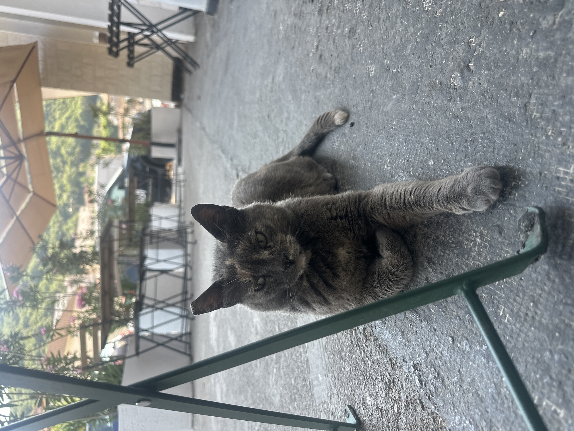A tortoiseshell cat lies on a concrete surface adjacent to a green metal chair, with an outdoor seating area, including an umbrella and tables, visible in the blurred background. The location appears to be an outdoor space in Budva, Montenegro, given the architecture and vegetation. The cat is the primary subject of the image.