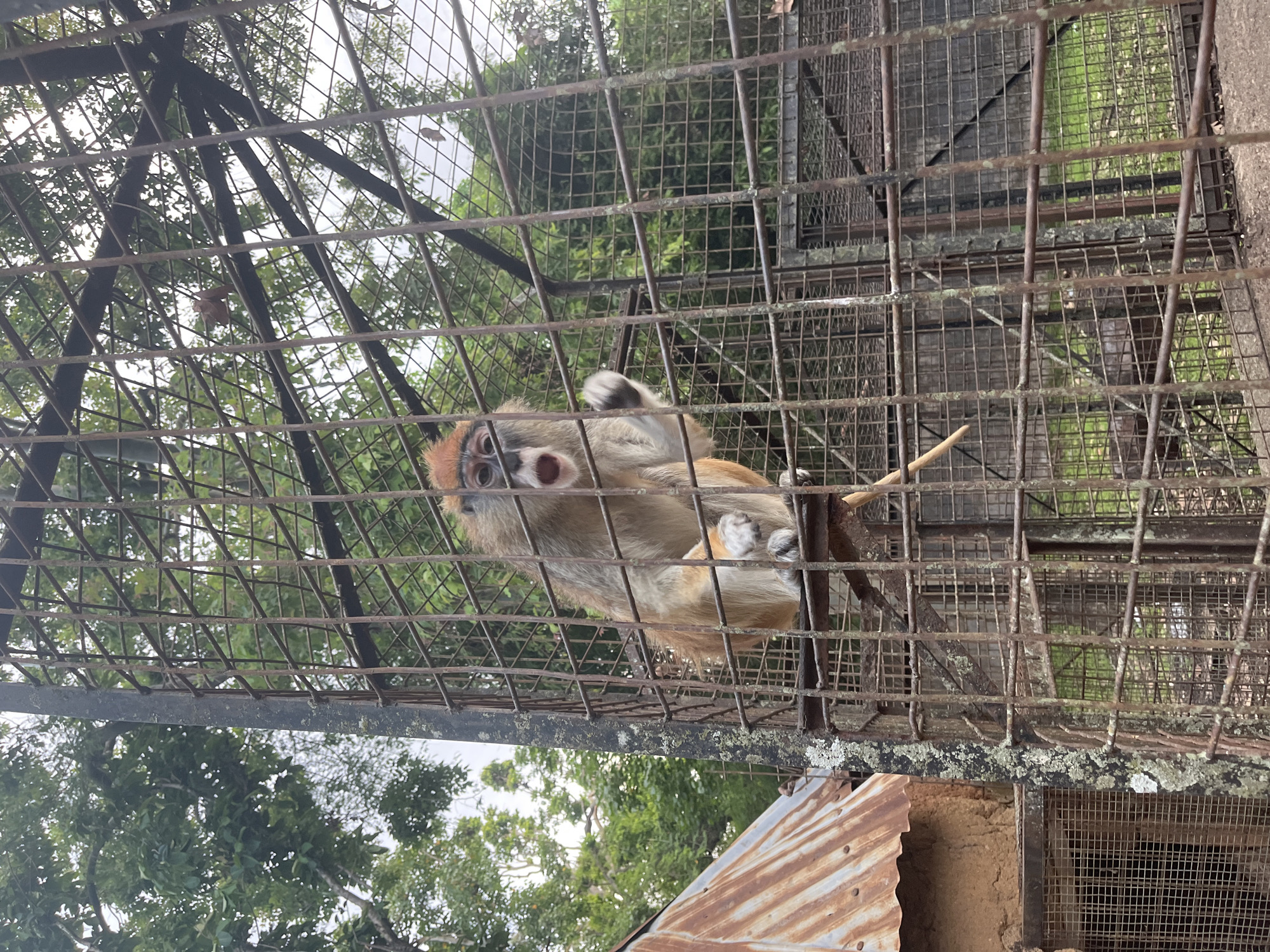 A medium shot captures a monkey within a rusty metal cage. The monkey, primarily light brown with a lighter face, has its mouth open, seemingly vocalizing. Its paws are visible, one extended upwards. The cage bars are prominent, creating a grid-like pattern over the scene. Behind the cage, lush green trees and foliage are visible, suggesting an outdoor environment. The sky appears overcast, hinting at a cloudy day. The overall scene depicts the monkey in its enclosure, possibly during the daytime. The location is identified as Jos, Nigeria.