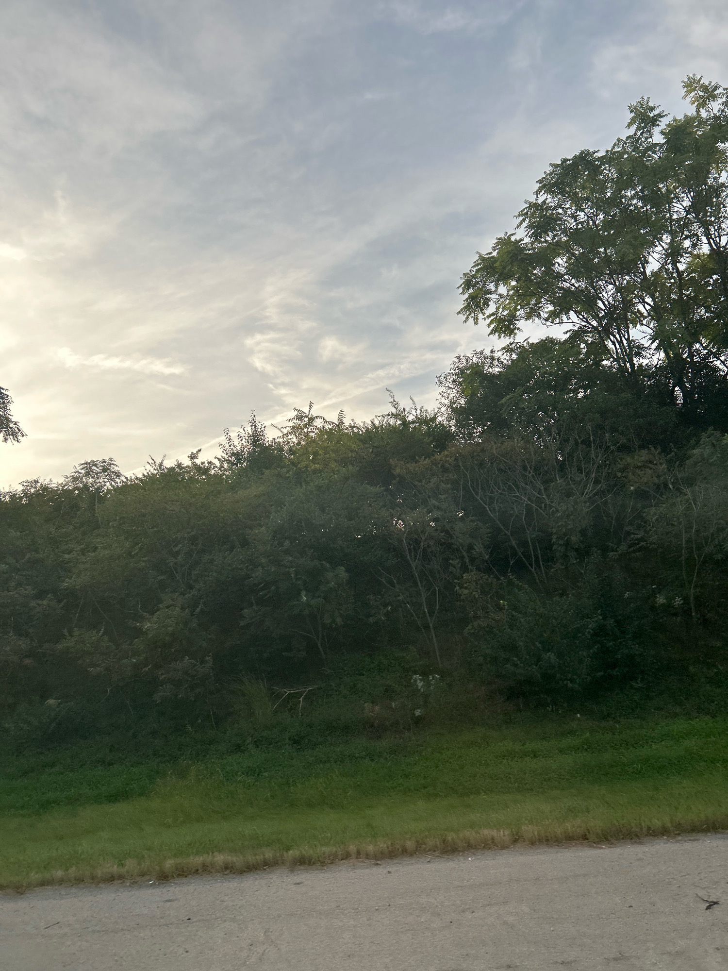 The image captures a natural landscape with a foreground of a dirt or gravel road and a grassy embankment, transitioning into a dense line of trees and foliage that forms the middle ground. The background is dominated by a hazy sky with wispy clouds, tinged with the warm light of what appears to be late afternoon or early morning. The trees are lush and varied in height and density, with some taller specimens featuring broad leaves and others displaying a more delicate, branching structure. The overall impression is one of a rural or semi-rural setting, possibly on the outskirts of a town or in a park area, suggesting a quiet, undeveloped space within or adjacent to the city of Collier Township, USA. There are no visible people or specific man-made structures beyond the road.