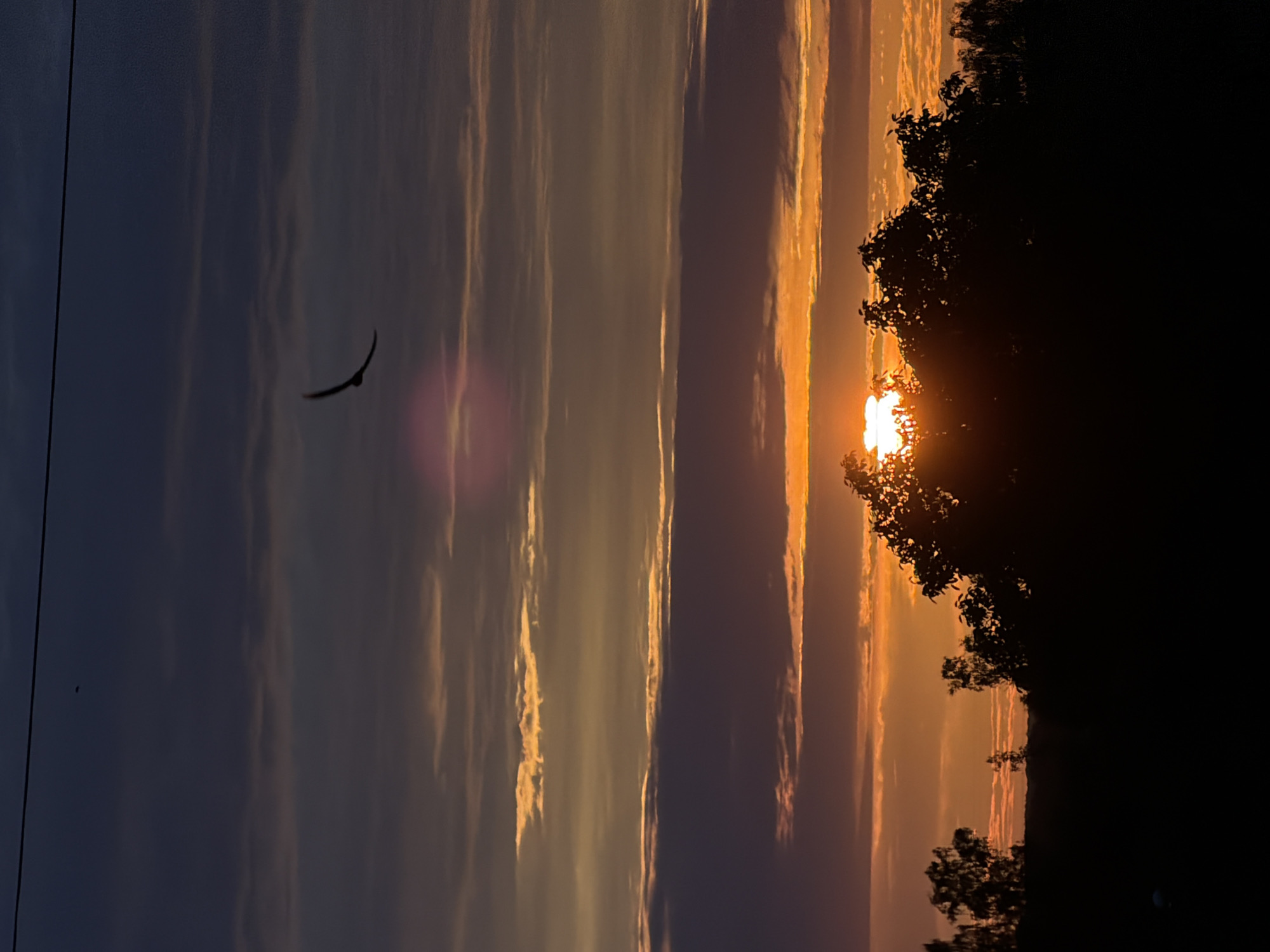 The image depicts a sunset over a silhouetted landscape. A bird is captured in flight against a dusky sky filled with horizontal bands of clouds colored in shades of orange, yellow, and deep purple. The sun is partially obscured by the dark, bushy treetops in the foreground, casting a bright glow. The lower part of the image is dominated by the dark silhouettes of trees and foliage, suggesting a natural or park-like setting within Gorzów, Poland, possibly near a wooded area or on the outskirts of the city. A thin power line is visible stretching horizontally across the upper portion of the frame.