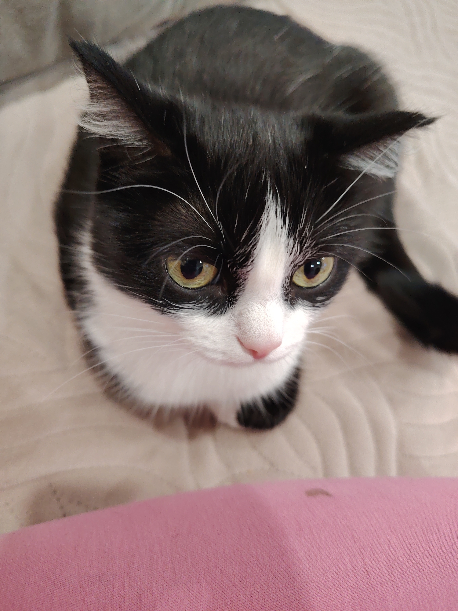 A black and white cat is lying on a beige quilted surface. The cat has green eyes and a pink nose. A pink cloth is visible in the foreground. The location is Unknown, Unknown.