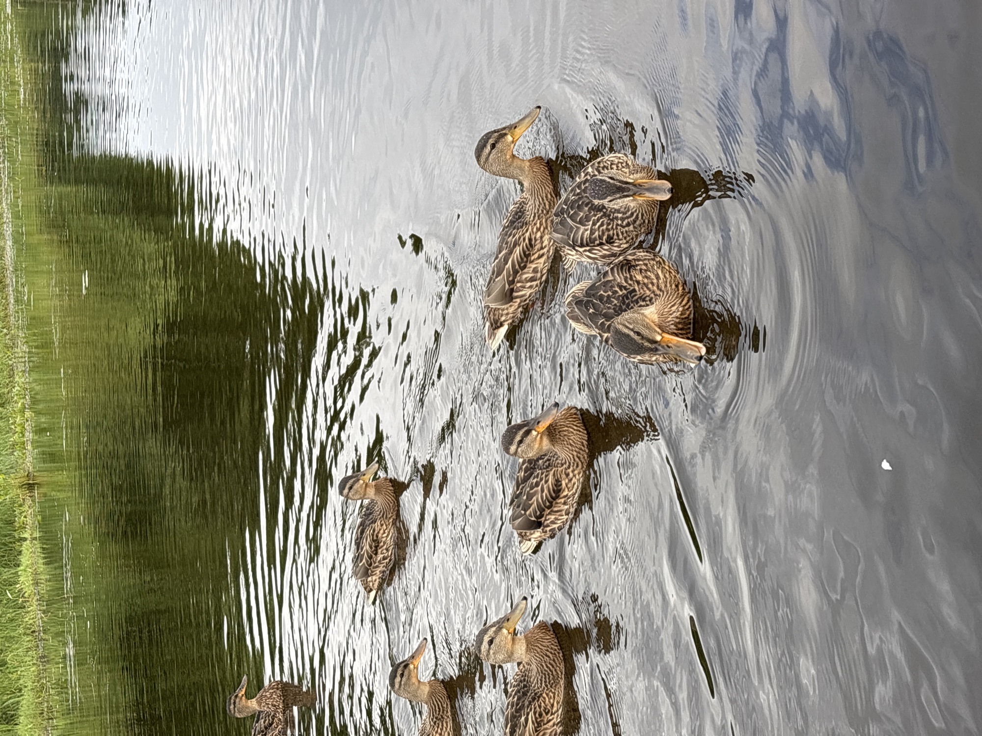 A flock of mallard ducks swims in a body of water that reflects green foliage from the far bank. The ducks are of varying sizes and ages, with mottled brown and black plumage. Some ducks are looking towards the camera, while others are facing away or dipping their heads into the water. The water has ripples, indicating gentle movement. The background shows a dense growth of green grass and vegetation along the shoreline. The scene appears to be in a natural setting, likely a pond or slow-moving river within or near the city of Anteplevo (Okhotinskoe S/P), Russia.