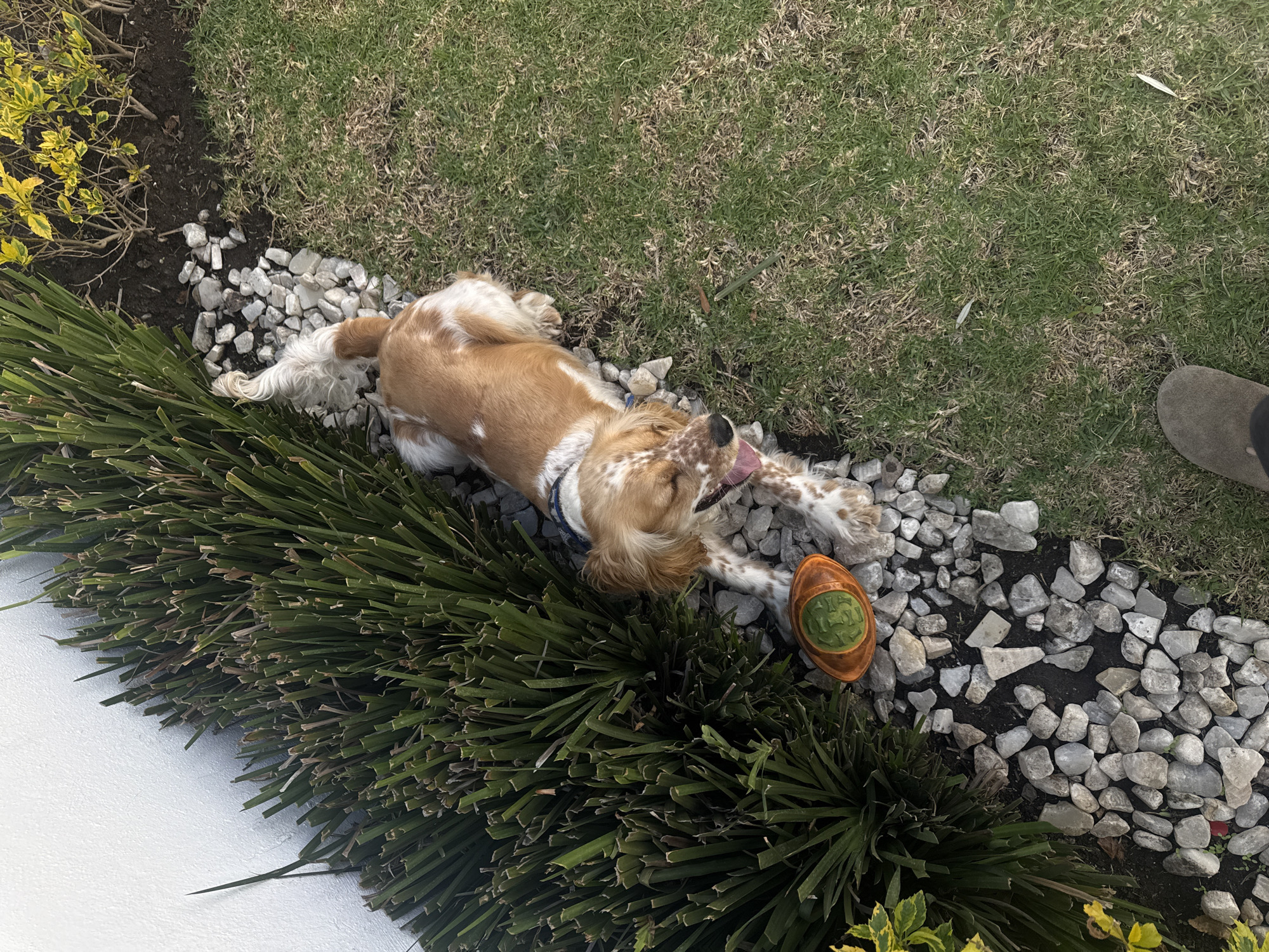 A medium-long aerial shot depicts a Cocker Spaniel dog lying amongst garden foliage and rockery in Heroica Puebla de Zaragoza, Mexico. The dog is light brown and white with long fur, lying on its side with its tongue sticking out. To the left of the dog is a dense, green ornamental grass. Rocks border a strip of grass behind the dog. To the bottom left is a white wall. The grass transitions to brown. A brown object with green inside sits near the foliage. The bottom right includes a partially obscured foot in a suede-like shoe.