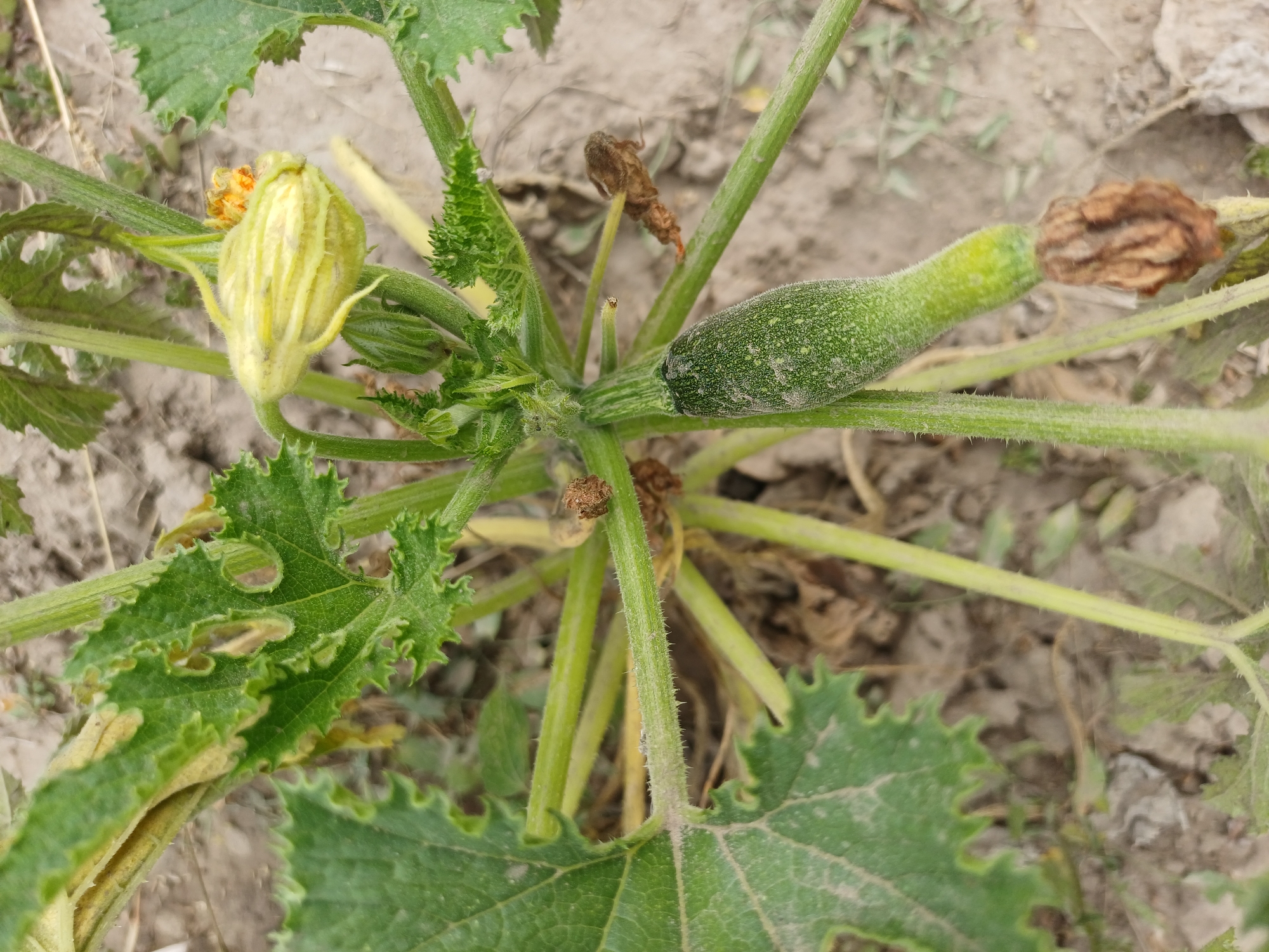 The image depicts a close-up view of a young zucchini plant with a developing fruit and flower. The plant is growing in dry, dusty soil, characteristic of an outdoor agricultural setting. The zucchini fruit is small and green, covered in fine hairs. A pale yellow zucchini flower, still partially closed, is visible above the fruit. The leaves are large and green, with some signs of damage or disease along the edges, appearing slightly wilted or discolored in places. The stems are green and ribbed, also covered in small hairs. The background is out of focus, showing more dry soil and sparse vegetation. This scene is located in Sulymivka, Ukraine.