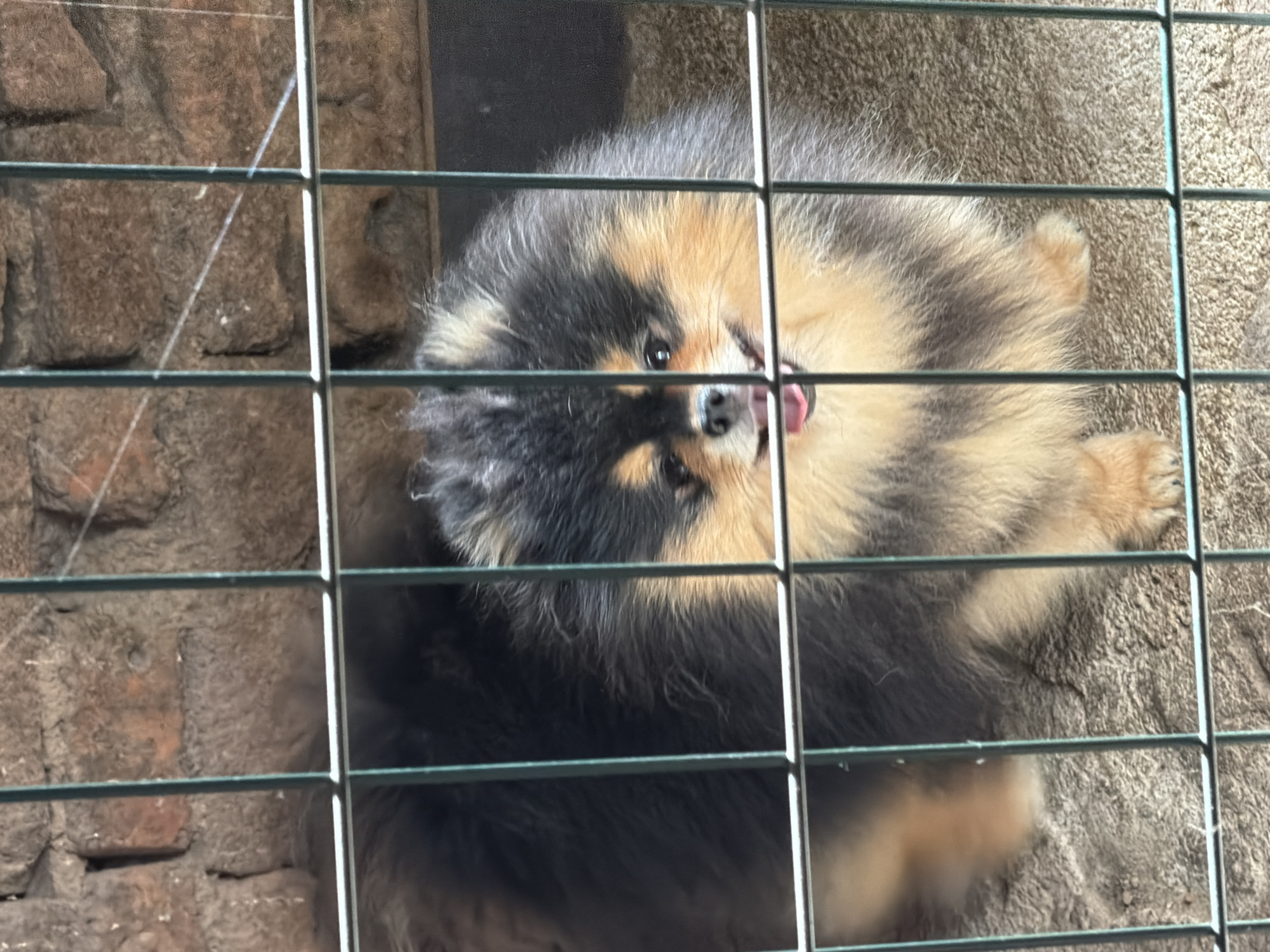 A small, fluffy dog, likely a Pomeranian, with distinctive black, tan, and cream colored fur, is the main subject. The dog is viewed from an overhead perspective, lying on its back and looking upwards towards the camera. Its tongue is slightly out, conveying a playful or relaxed demeanor.
The dog is framed by the green metal bars of a cage or fence, which crisscross the image horizontally and vertically. The setting includes a rough, dark brown, possibly brick or stone wall visible on the left side of the frame. On the right and beneath the dog, there is a light brown, textured surface, resembling a rug or coarse ground.
The scene is brightly lit, suggesting it is daytime. No people are visible. No discernible activity beyond the dog lying playfully. There is no visible text in the image.