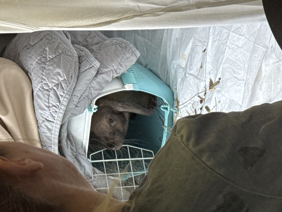 An indoor scene in the city of Rossosh, Russia, shows a person observed from behind, their head and right shoulder visible in the foreground, wearing a dark green garment. The person is looking towards a light blue and white plastic pet carrier, from which a dark brown rabbit with long, floppy ears is partially emerging. The rabbit's head and front paws are visible, oriented towards the left. The pet carrier rests on a white, textured sheet, which has scattered fragments of hay or straw and small dark pellets on its surface. Behind the carrier, a grey quilted comforter is draped over a beige fabric, and a vertical beige curtain is visible on the far right.