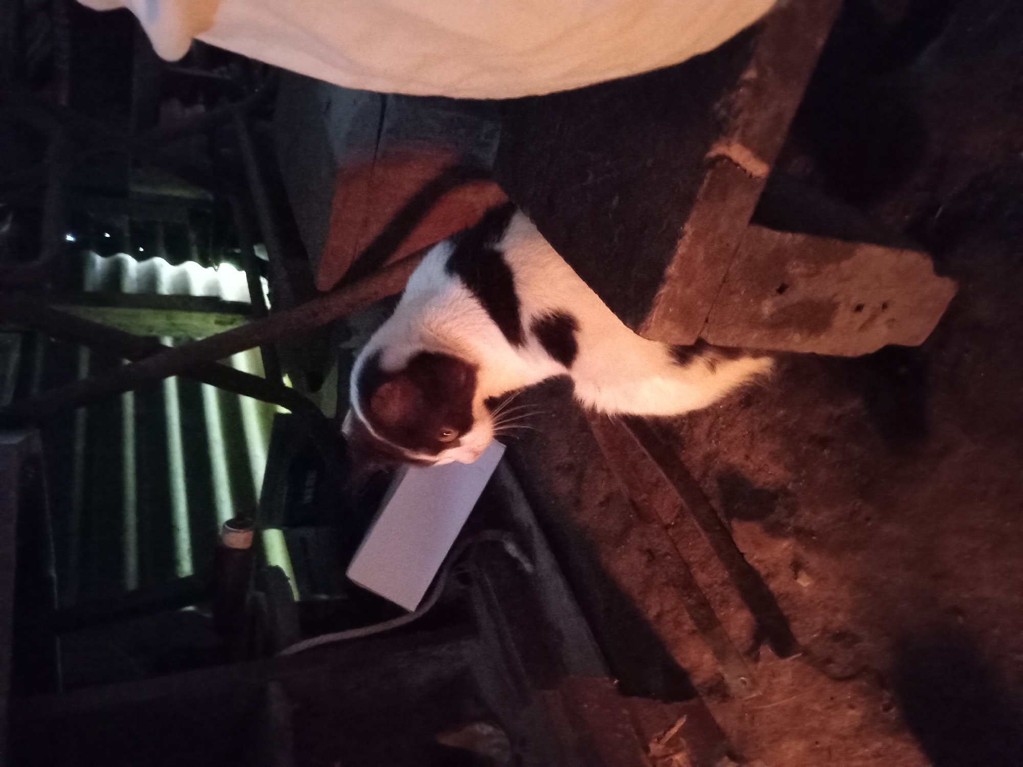 A black and white cat is sitting on a wooden surface in a dimly lit area. The cat is facing to the right of the frame, with its head turned slightly to the left. The cat's fur is predominantly white with black patches on its head and back. Behind the cat, there is a corrugated metal wall and various wooden structures. The ground appears to be made of dirt and wood. In the foreground, a large, light-colored object, possibly a bag, is visible on the right side of the frame. The scene suggests an outdoor or semi-outdoor environment. The location is noted as Claket, Indonesia.