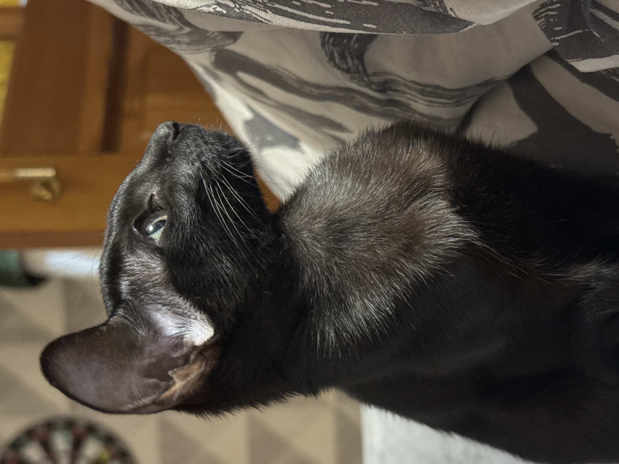 A black cat is prominently featured in a close-up, portrait-style shot, with its head tilted upwards and to the left. The cat has short, sleek black fur, with visible whiskers extending from its muzzle. Its eyes, a striking light green or amber color, are wide and attentive, fixed on something outside the frame above. The interior of its right ear is visible in detail, showing a soft, pinkish hue.
The background is softly blurred, indicating an indoor setting. To the left, a warm, reddish-brown wooden surface, possibly a piece of furniture or paneling, is discernible. Above and behind the cat, a light-colored fabric with abstract dark grey patterns, likely a blanket or cushion, is present. In the lower left corner, a circular, multi-colored object, possibly a dartboard, is faintly visible out of focus. The lighting appears warm and gentle, creating subtle highlights on the cat's fur. The cat's posture suggests curiosity and alertness. There is no visible text in the image. The scene is set in Chaikovsky, Russia.