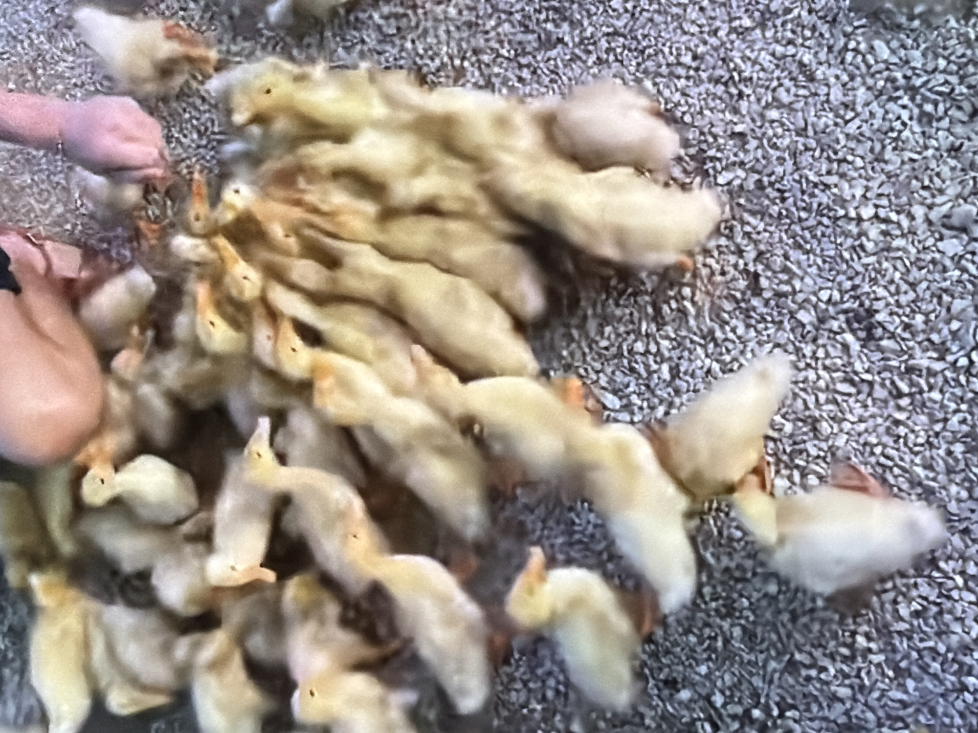 A high-angle, close-up shot captures a cluster of young ducklings on a gravelly surface, with a portion of a person's arms and hands visible at the top. The ducklings are mostly yellow with some showing brown markings and orange feet. They are congregated together, with some appearing to be standing and others lying down. The person's skin tone is light, and they are wearing dark clothing. The background consists of small, greyish gravel. The scene is consistent with an outdoor enclosure or area where ducklings are kept.