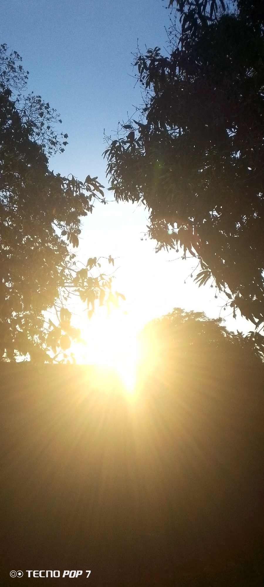 This image captures an outdoor natural scene at what appears to be either sunrise or sunset, characterized by a strikingly bright, low-angle sun. The sun is centrally positioned in the lower half of the frame, emitting intense golden light that radiates outwards, creating prominent lens flares and a warm, hazy glow across the lower portion of the image.
The upper and side sections of the frame are occupied by the dense, dark silhouettes of large trees, their foliage and branches starkly outlined against the brilliant light and the clear, light blue sky above. The backlighting renders the tree leaves almost black, but some visible shapes in the cropped images suggest developing fruits, possibly indicating mango trees, which aligns with the Altagracia, Venezuela context. The sky, visible between and above the tree canopies, is a serene, cloudless blue, indicating fine weather.
No human subjects or specific activities are depicted; the scene focuses on the natural interplay of light and foliage. The overall impression is one of natural beauty and the powerful radiance of the sun. In the bottom left corner, the text "TECNO POP 7" is visible, serving as a watermark or camera brand identifier.
