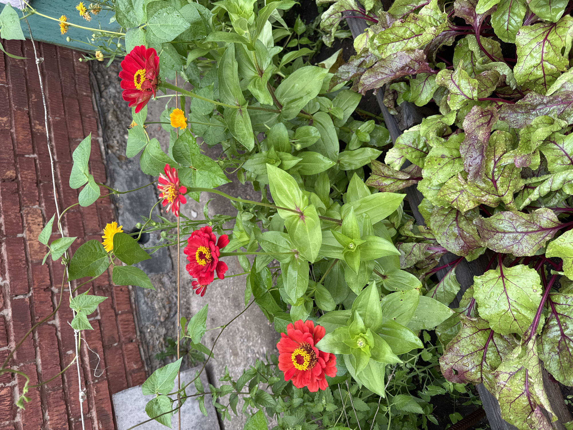 The image depicts a garden bed with a variety of plants, including red zinnias, yellow flowers, and beet greens. A brick wall forms the backdrop, with a clothesline strung across it. The plants are lush and green, with some leaves showing water droplets, suggesting recent rain or watering. The scene is outdoors, likely in a residential area. The location of Novo-İavlenka, Kazakhstan, is not visually discernible from the image content.