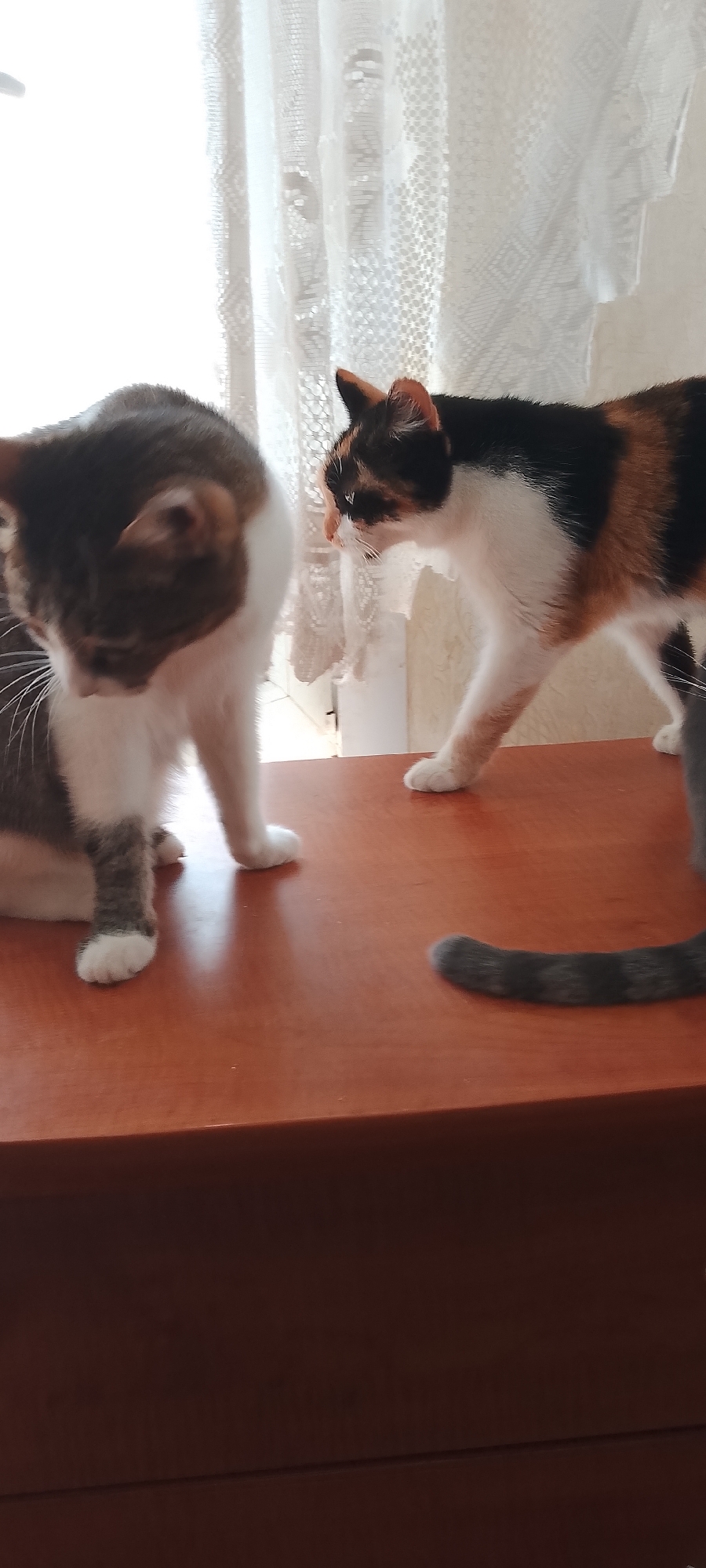 Two cats are present on a dark wooden surface, likely a dresser or table. The cat on the left is primarily white with gray tabby markings on its head and back, and it is looking down, possibly grooming. The cat on the right is a calico with patches of white, black, and orange, and it is facing the other cat, with its head lowered. A gray striped tail is visible on the right side of the frame, likely belonging to a third cat not fully in view. The background consists of sheer white curtains, suggesting an indoor setting near a window. The image appears to have been taken during daylight hours, with soft lighting from the window. There is no information in the image to suggest a specific location in Belgorod, Russia, or any other city.