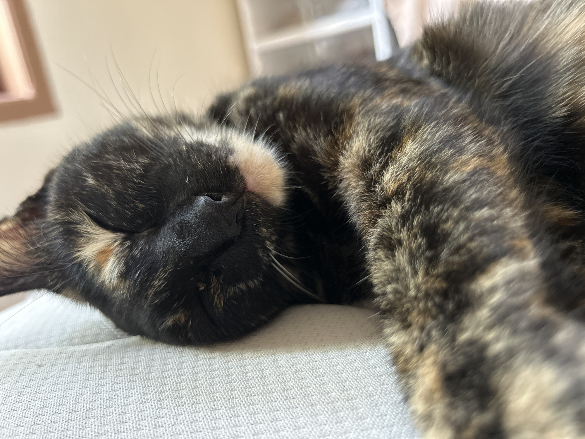 A close-up, high-angle shot shows a tortoiseshell cat sleeping on a light-colored, textured surface. The cat's head is positioned on the left side of the frame, with its eyes closed and its face resting on the surface. Its fur is a mix of black, brown, and orange, with patches of lighter fur around its nose and cheek. The cat's whiskers are visible, fanned out around its face. The background is blurred but appears to be an indoor setting with a hint of a wall and furniture. The scene is located in Kuta, Indonesia.