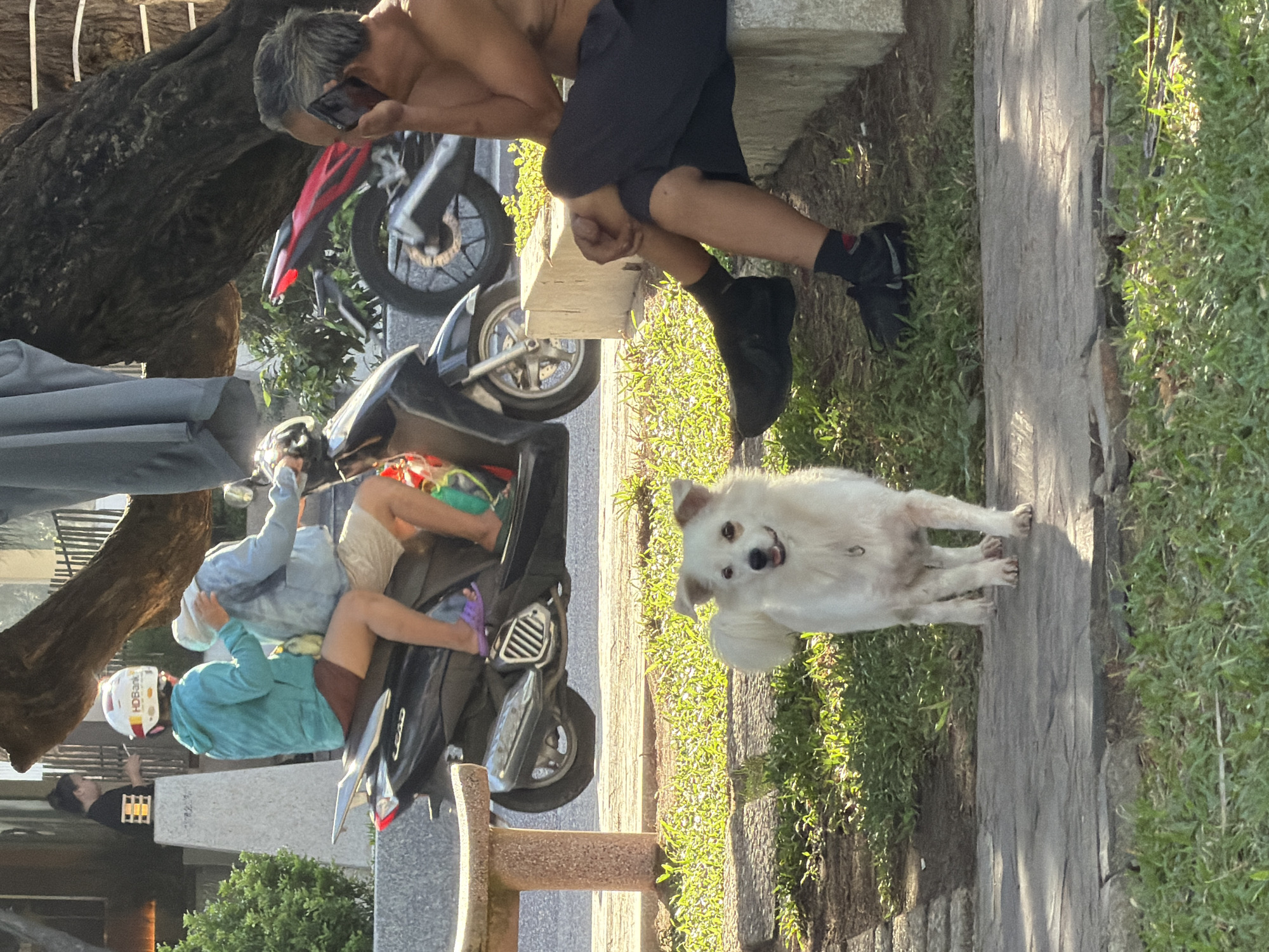 In Nha Trang, Vietnam, a white dog stands on a paved walkway in front of a grassy area. Behind the dog, a dark-colored motorcycle is parked. Two people are seated on the motorcycle, one wearing a teal hooded jacket and the other a light blue jacket. The person in the teal jacket has a white helmet with red and yellow accents. To the right, a man with graying hair is sitting on a concrete ledge, talking on a mobile phone. He is shirtless and wearing dark pants and black sneakers with white accents. A red motorcycle is visible in the background. The scene appears to be outdoors, with sunlight casting shadows on the ground.