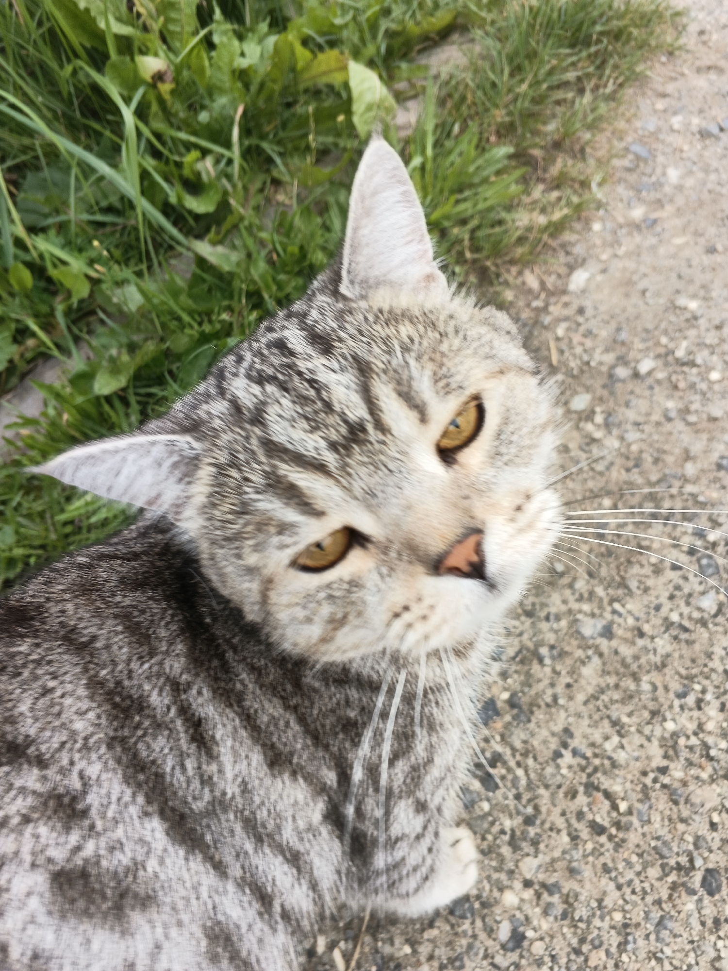 A close-up, high-angle, medium shot shows a gray and white tabby cat with amber eyes sitting on a gravelly path with green grass and foliage to the left. The cat's head is tilted slightly to the right, and it is looking directly at the camera. Its fur has a striped pattern. The background is out of focus, but appears to be a natural outdoor environment. The scene is not identifiable as being in Medvedyovka, Russia.