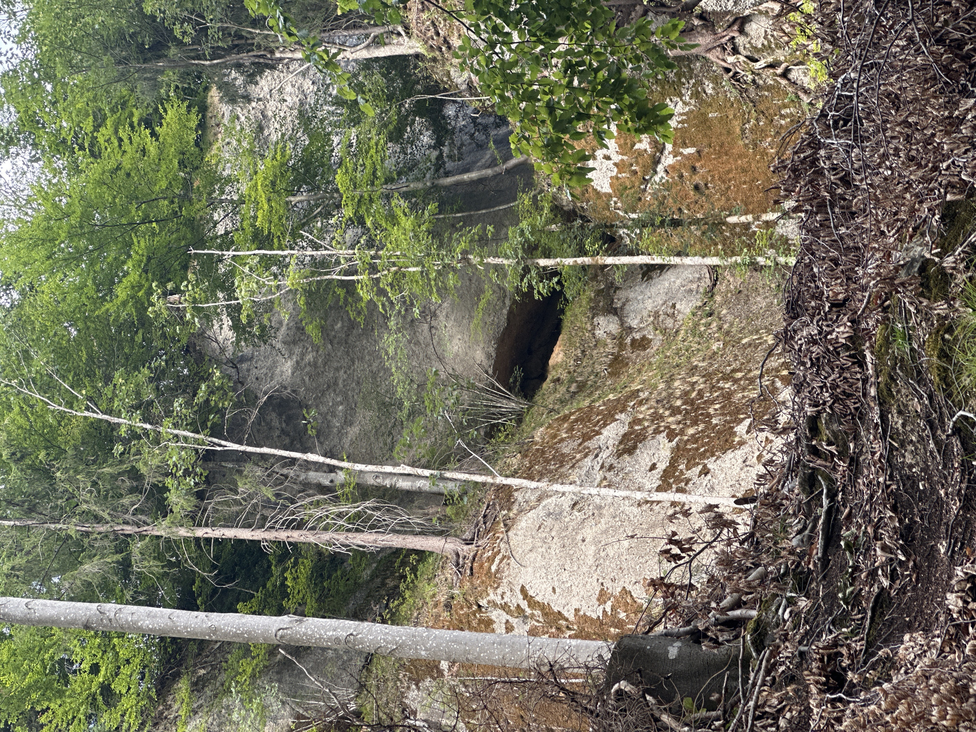 The image depicts a natural scene featuring a steep, rocky cliff face overgrown with vegetation. In the foreground, a dense layer of dry leaves and branches covers the ground, indicating a forest floor. Several trees, varying in size and species, are scattered throughout the image. A large, light-colored tree trunk dominates the left side of the frame, while thinner, lighter-colored trees with sparse foliage are more prominent further back. The cliff itself is textured and appears to be composed of light-colored rock, with patches of reddish-brown moss and green vegetation clinging to its surface. There is a dark, cave-like opening visible in the rock face, partially obscured by trees and foliage. The overall environment suggests a wild, untamed natural setting, likely a wooded hillside or a rocky outcrop within a forest. The scene does not contain any people or visible man-made structures, except for what might be interpreted as trail or erosion on the ground. The image is captured from a low angle, looking up towards the cliff face.