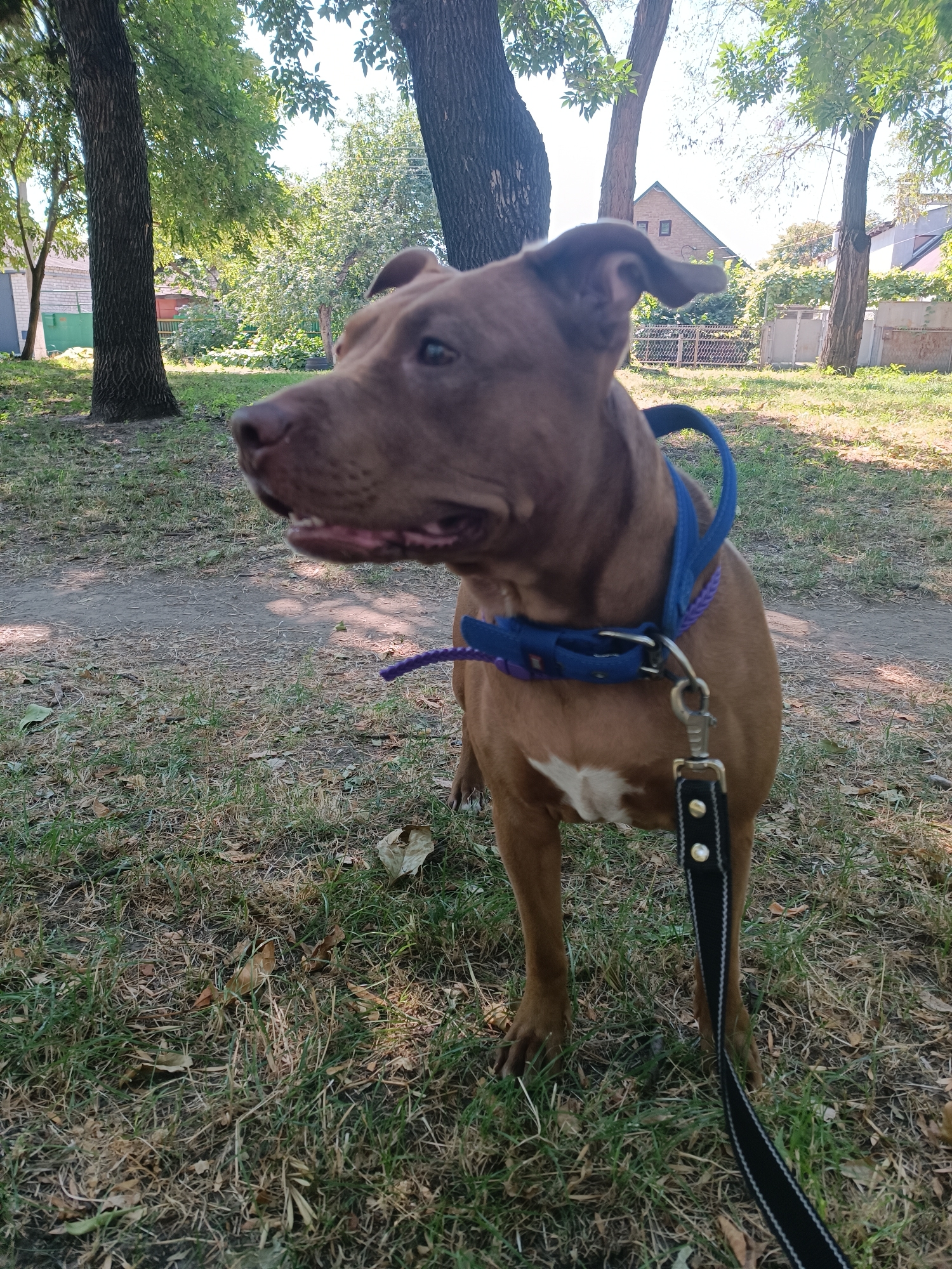 A medium shot captures a brown pit bull dog wearing a blue collar and a black leash, standing on a grassy area with scattered leaves and a dirt path. The dog is looking to the left, with its mouth slightly open, revealing its teeth. In the background, several trees with green foliage are visible, along with buildings and a fence. The scene appears to be an outdoor park or residential area in Zaporizhzhia, Ukraine. The lighting suggests it is daytime, with sunlight filtering through the trees. The overall impression is of a calm, outdoor setting with a dog on a walk.