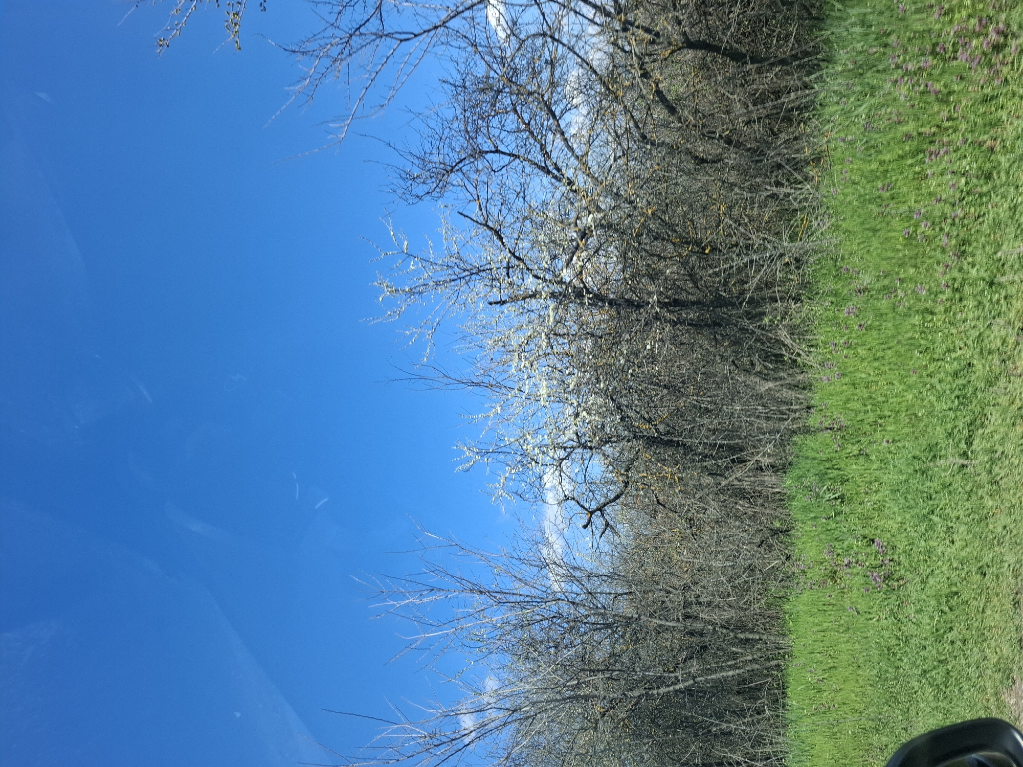 The image shows a view of a natural landscape, possibly from a moving vehicle. A clear, bright blue sky occupies the left portion of the image, partially obscured by tree branches at the top and bottom. The right side features a dense area of leafless trees transitioning into a grassy field, and some small purple flowers scattered within the grass. The exact location in Studeno Buche, Bulgaria, cannot be determined from the image. No people, actions, or interactions are visible.