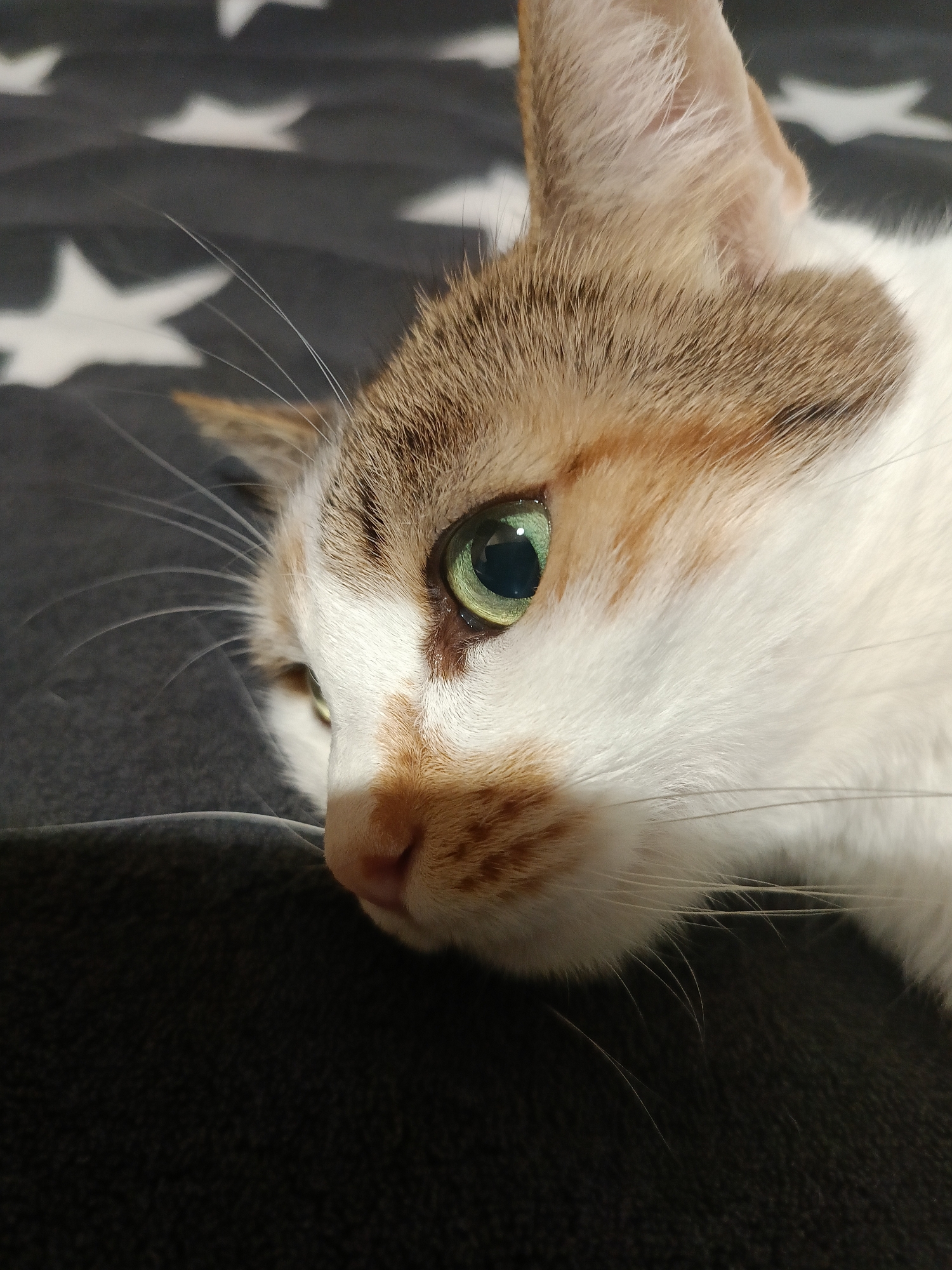 A close-up, head-and-shoulders shot focuses on the profile of a calico cat. The cat's left eye, a vibrant green with a dark pupil, is clearly visible. Its fur is a mix of white, brown, and orange. Long, white whiskers extend from its muzzle. The cat is lying down on a textured dark gray surface, possibly a blanket or sofa, which has a pattern of white stars. The background is out of focus. The image was taken in Varna, Bulgaria.