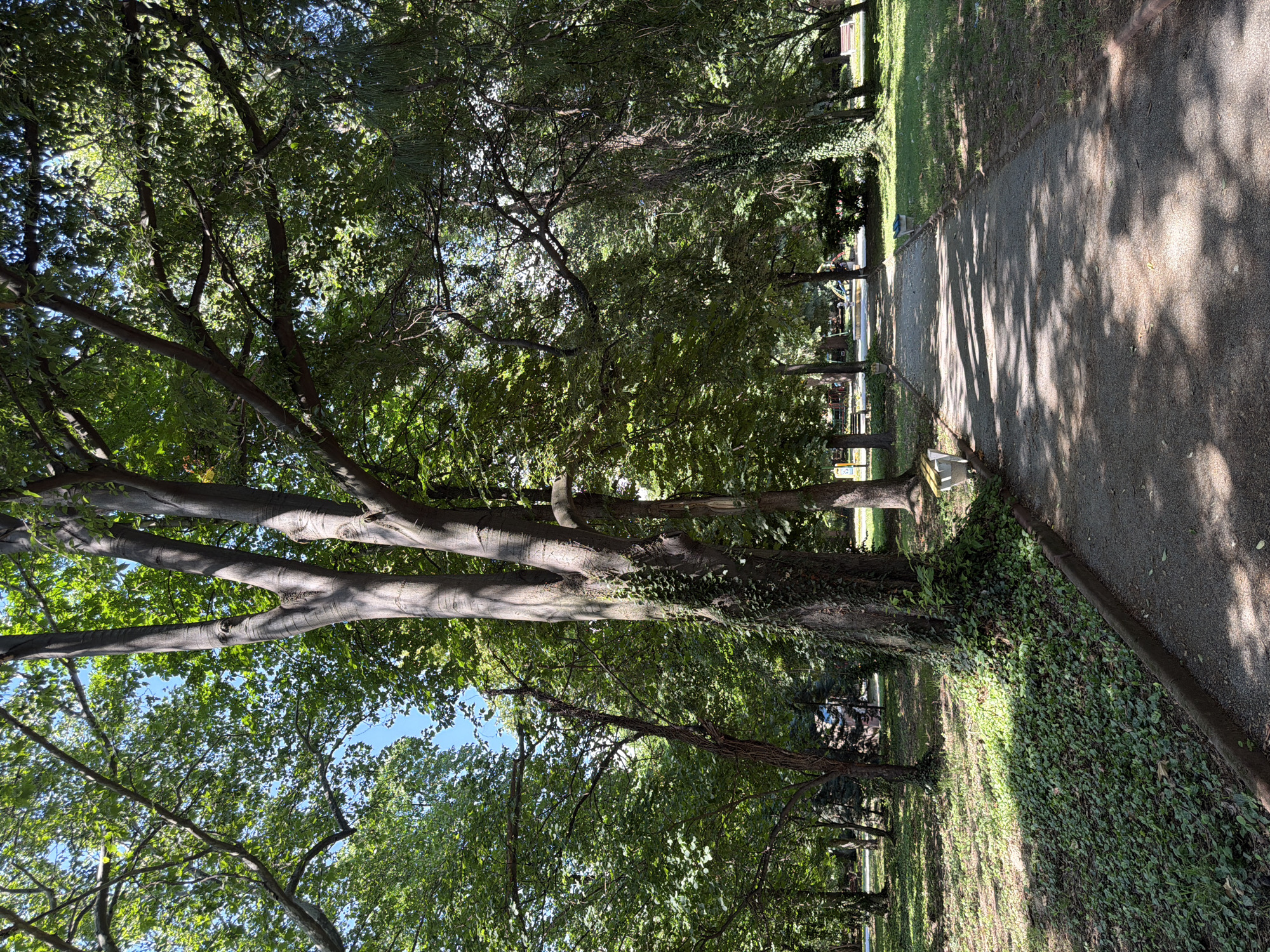 The image depicts a park scene in Pazardzhik, Bulgaria. A paved path, dappled with sunlight and shadows from the surrounding trees, curves into the distance. To the left of the path, a large tree trunk covered in ivy stands prominently. The ground beneath the trees is covered in grass and a low-lying green ground cover. In the background, more trees create a lush canopy, with glimpses of a playground structure and park benches visible. The sky is a clear blue. There are no people visible in the image.