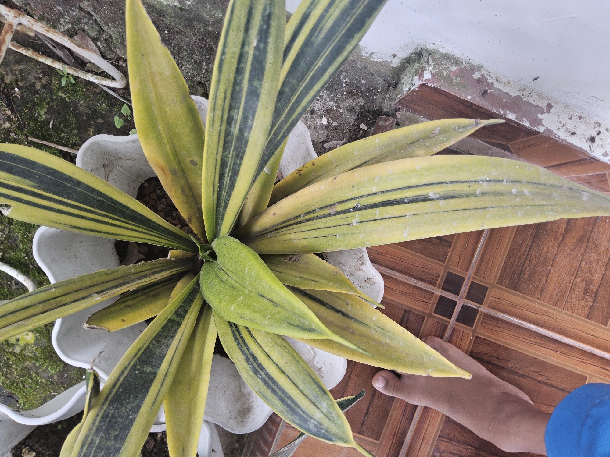 In Payagaboh, Indonesia, a potted snake plant with variegated yellow and green striped leaves sits on a tiled floor. A left foot, with visible toes, rests on the tiles to the left of the plant. The plant is in a white, irregularly shaped pot. The background shows dirt, moss, and a weathered concrete structure.