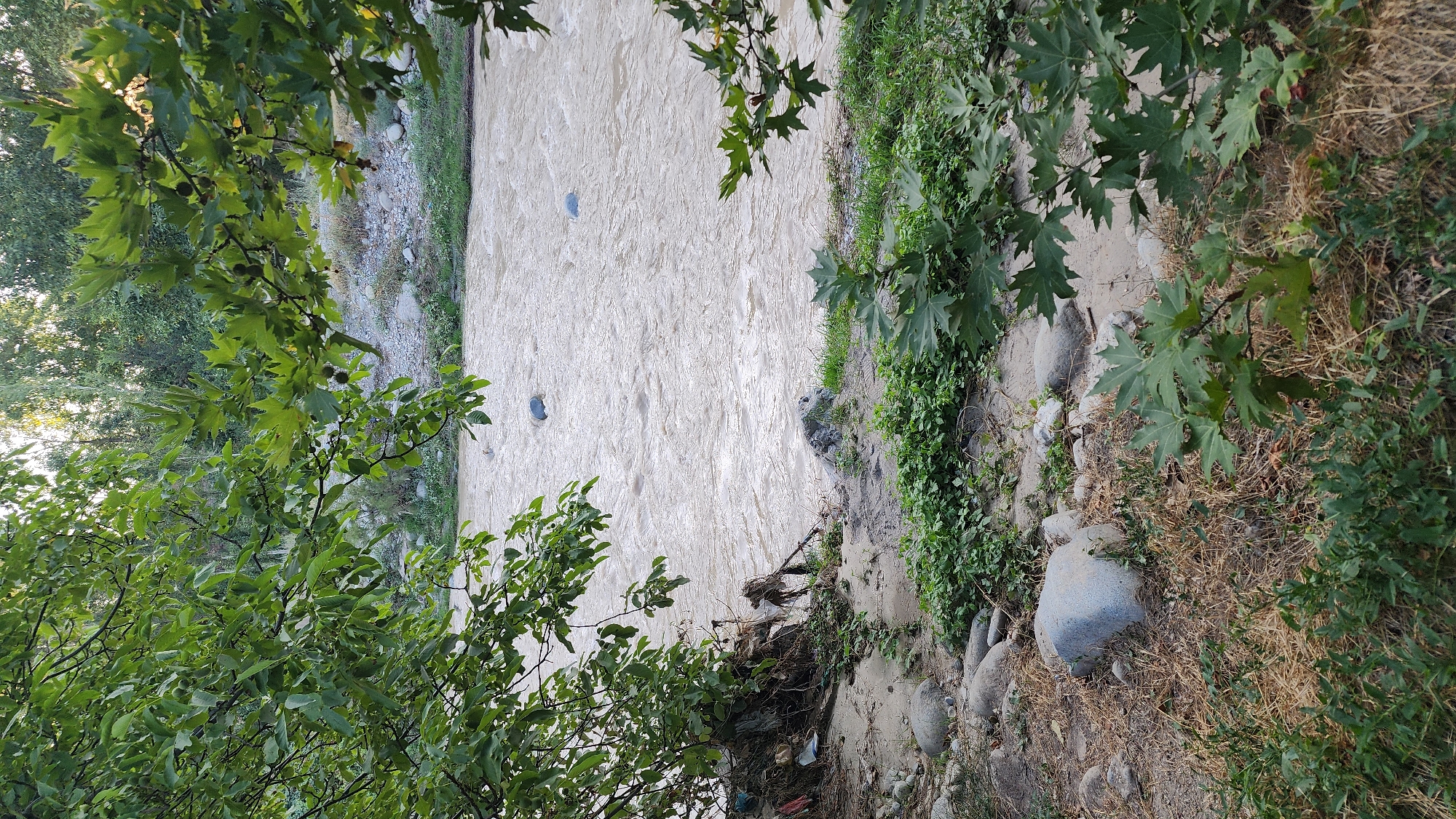 The image depicts a muddy river flowing through a natural landscape, likely in Vodil, Uzbekistan. The river's water is a murky brown, with visible ripples and currents suggesting a moderate flow. Several large, smooth grey stones are submerged in the water, with two appearing as prominent features. The riverbanks are a mix of sandy soil, scattered rocks, and sparse green vegetation. On the left bank, a significant amount of debris, including plastic waste and what appears to be fabric or other refuse, has accumulated near the base of a tree with exposed roots.
The foreground of the image is dominated by a rocky, dry embankment covered in patches of dry grass and green leafy plants. Large, rounded stones are scattered across this area. In the foreground and middle ground, lush green foliage from overhanging trees with large, lobed leaves partially obscures the view of the river and the opposite bank. These leaves are a vibrant green, and some appear to have small, dark, round fruits attached.
The background reveals a wooded area with a variety of trees, their foliage varying in color and density. The light suggests it is either early morning or late afternoon, with a warm glow filtering through the trees. The overall impression is one of a natural, somewhat wild environment that is being impacted by human waste.