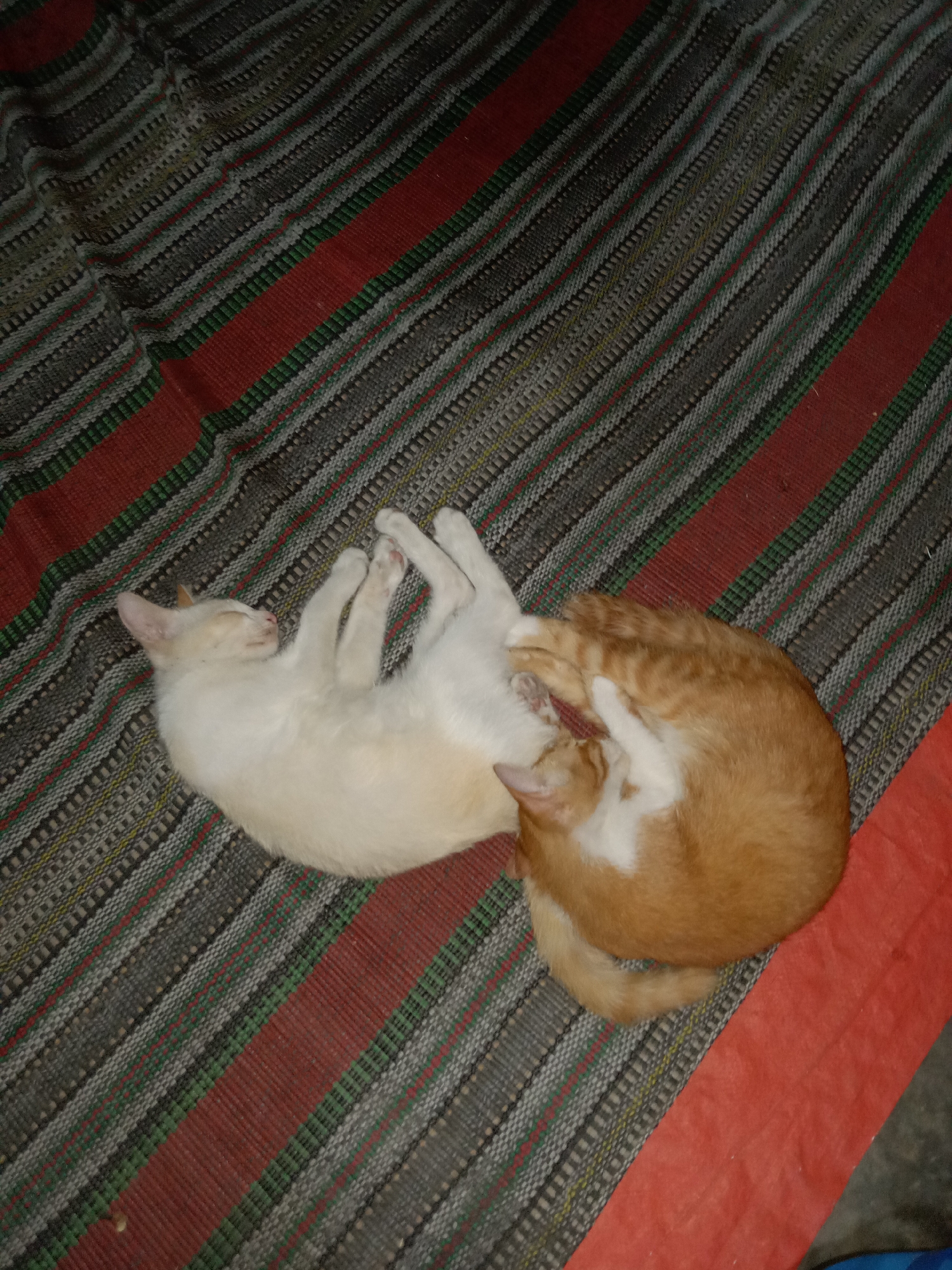 Two cats are sleeping intertwined on a striped mat in Jumput, Indonesia. One cat is white with faint orange markings, and the other is orange with white patches. The mat has alternating wide red and grey stripes, with thinner green and red stripes interspersed within the grey sections. The scene appears to be indoors, on a floor.