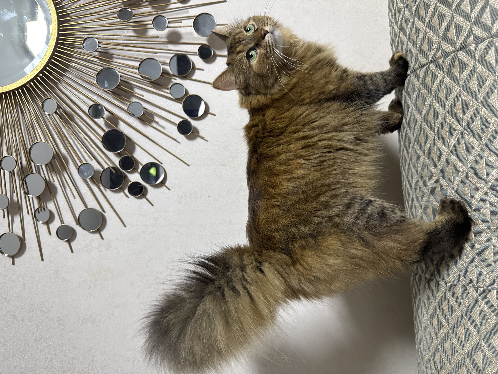 A long-haired cat with brown and grey fur and green eyes stands on a patterned surface. The cat is facing to the right and looking upwards. Behind the cat is a white wall with a decorative sunburst mirror featuring a central circular mirror and numerous smaller circular mirrors attached to gold spokes. The image does not contain any information about the city of Kolpino, Russia.