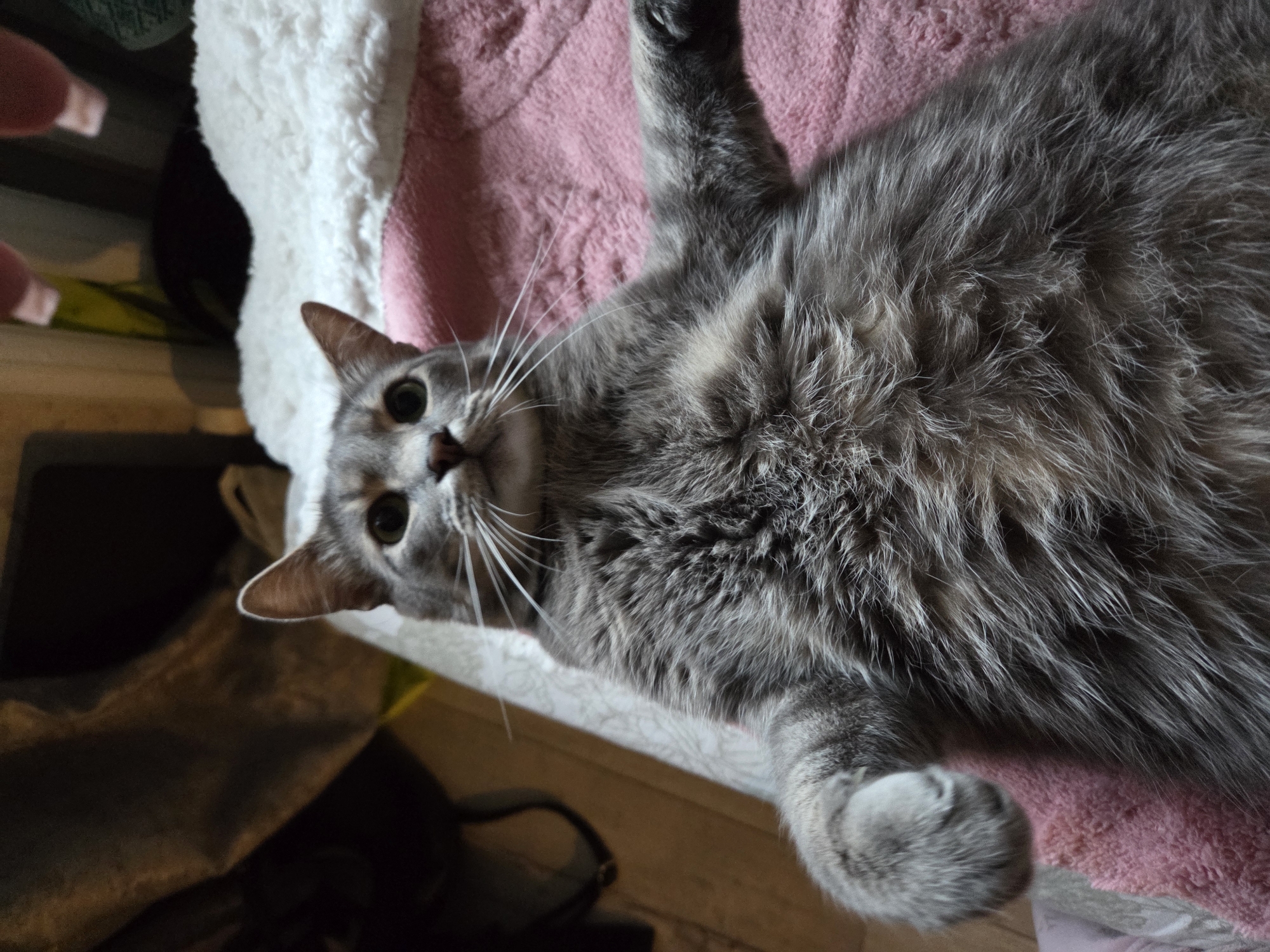 A gray tabby cat is lying on its back on a pink blanket that is on a white, fluffy pet bed. The cat's head is tilted towards the camera, and its eyes are open. Its paws are extended upwards. There is a portion of a human hand visible in the upper left corner of the frame. The location is in Unknown, Unknown.