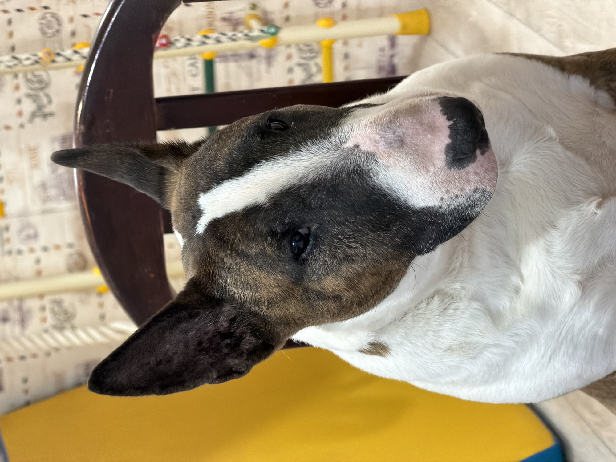 A close-up shot depicts a brown and white dog lying on what appears to be a yellow cushion, situated near a wooden chair. The dog's head is turned towards the camera. The location of the scene is unknown.