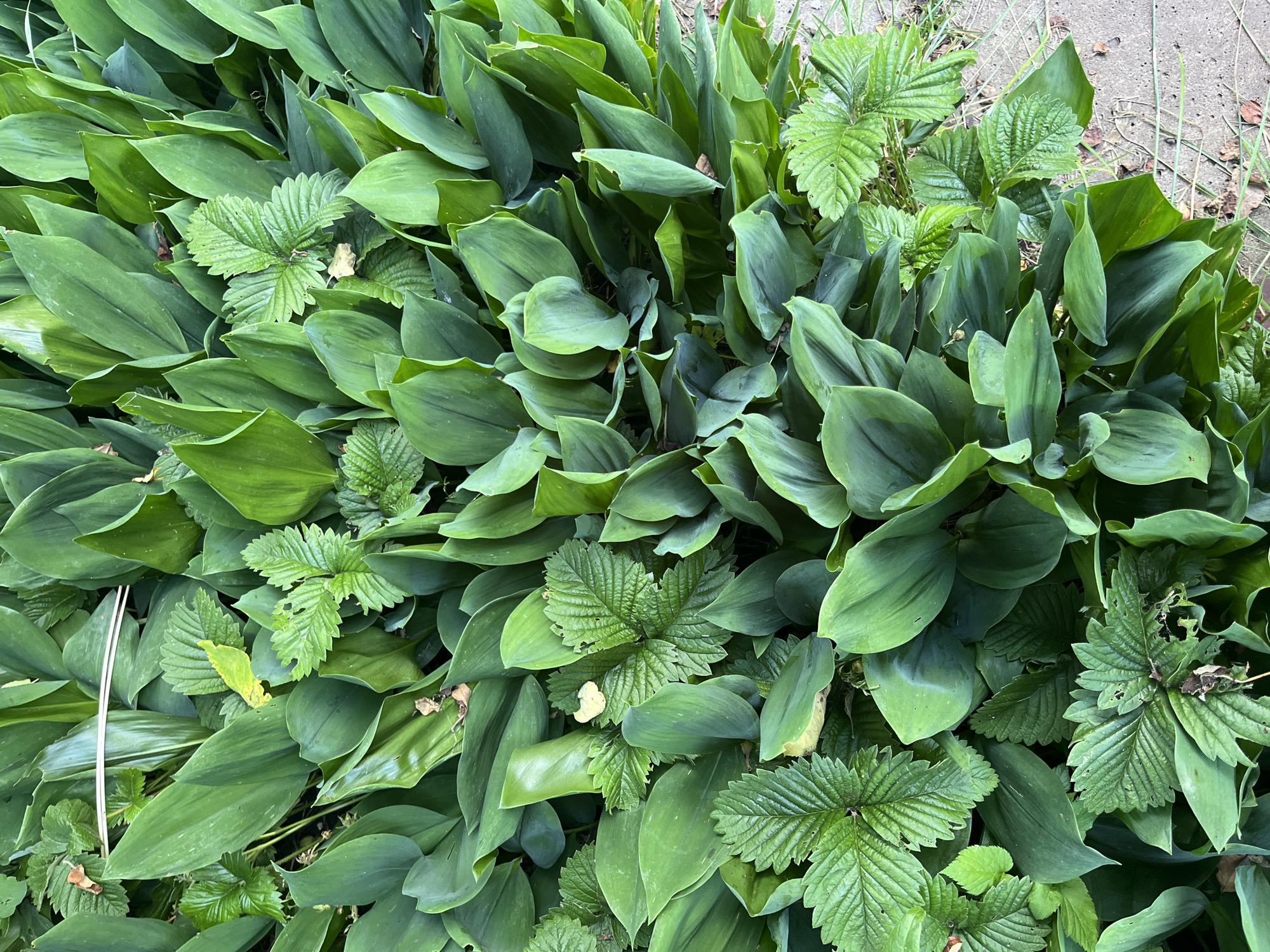 This is a close-up, overhead shot of dense ground cover, likely in a garden or park setting. The primary subject is a mass of lush, green foliage. The leaves are varied in shape and size, with some being broad and elongated, while others are smaller and more intricately veined. Interspersed among the larger leaves are several clusters of strawberry leaves, easily identifiable by their serrated edges and three-lobed structure. A few dry, brown leaves and some small twigs are scattered throughout the greenery. The ground beneath is partially visible in the lower right, appearing to be a sandy or gravelly surface, hinting at an outdoor environment in Chaikovsky, Russia. There are no people, animals, or visible man-made structures other than the implied garden setting.
