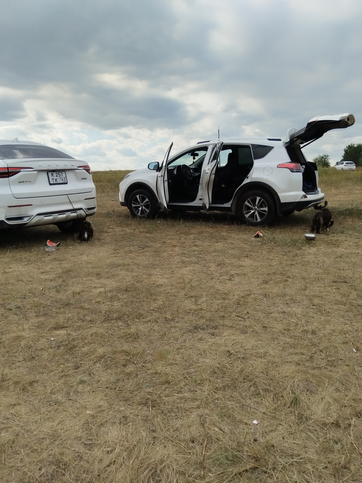 In Parfenovka, Russia, two white SUVs are parked on a dry, grassy field under a cloudy sky. The car on the left, a Haval F7x, has its rear bumper facing the camera. Its license plate reads "K 257 TK 763". A slice of watermelon is on the ground near its rear tire. To the right, a Toyota RAV4 has its driver's side door and rear hatch open. A dark-colored dog is near the rear of the RAV4, appearing to eat from a white bowl. Another dog, also dark-colored, is near the rear of the Haval, close to the watermelon slice. In the distance, another white SUV is visible, parked on a dirt road. The environment is rural, with dry grass and sparse vegetation.