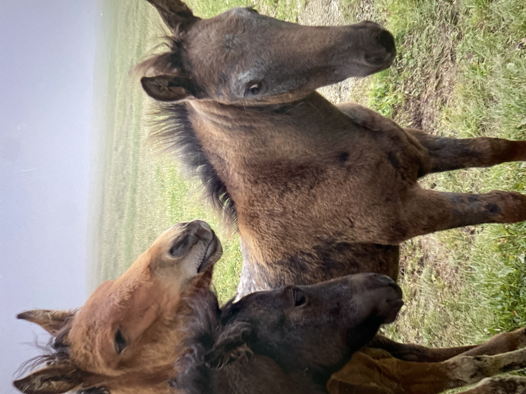 This media file features a close-up, vertically oriented shot of three young horses, likely foals, in a grassy field. The horses are huddled together, with their heads and necks prominently displayed.
The horse in the foreground on the left is a light brown color and is looking upwards and to the left, with its mouth slightly open. To its right and slightly behind is a darker brown or black horse, also looking upwards and to the left. The largest horse, a dark brown, is positioned at the top of the frame, with its head turned downwards towards the other two. Its eye is visible and appears to be looking downwards.
The setting is an outdoor grassy field, with a hazy, overcast sky visible in the background on the left side of the image. The grass is green, with some patches of drier, brown earth. The overall lighting suggests it is daytime, possibly overcast, contributing to the soft and slightly muted colors. There are no visible signs of human activity or man-made objects. The foals appear to be interacting closely, perhaps nuzzling or playing, suggesting a moment of youthful camaraderie. The image has a raw, natural feel. No text is visible in the image.