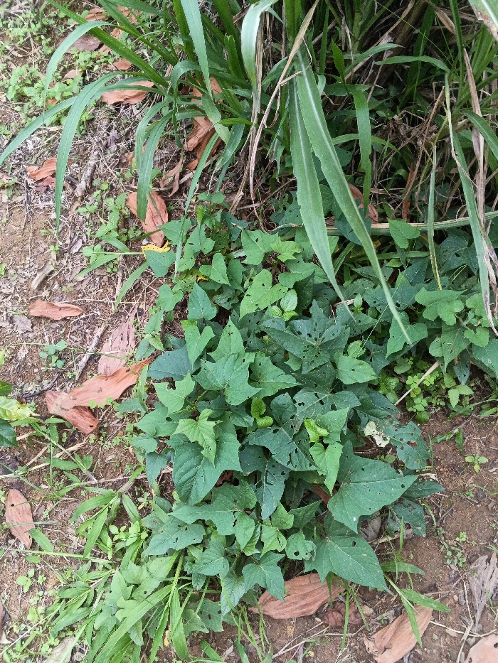 The scene depicts an outdoor ground-level view of mixed vegetation and exposed soil, set in Mianyang, China. The ground surface, predominantly reddish-brown soil, is visible across the lower and left portions of the frame. Scattered throughout the soil are numerous dried, light-brown leaves and small fragments of plant material. A prominent cluster of dark green, broad-leafed plants, possibly a groundcover or vine, occupies the central and lower-right areas. Many of these leaves exhibit irregular perforations and tears, suggesting insect damage or partial decay. Extending into the upper and right sections of the image are taller, narrow-bladed green plants, resembling grass or sedges, some displaying areas of desiccation. Smaller, lighter green herbaceous plants are sparsely distributed across the soil. No human figures, animals, or man-made objects are present.