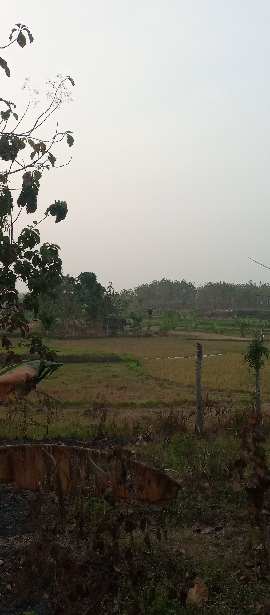 A vertical, naturalistic photograph captures a rural landscape in Kedewan, Indonesia, under a bright, overcast sky. In the foreground, a leafless tree branch with dried leaves and thin stalks extends from the left. The middle ground features a cultivated field, possibly rice paddies, with patches of dry, golden stubble and green grass, bordered by scattered trees and what appears to be a small, thatched-roof hut. Two weathered wooden posts stand as markers in the field. The background is dominated by a dense line of trees, creating a natural horizon under the pale sky. The overall scene conveys a sense of quiet agricultural life in a hazy, rural environment.