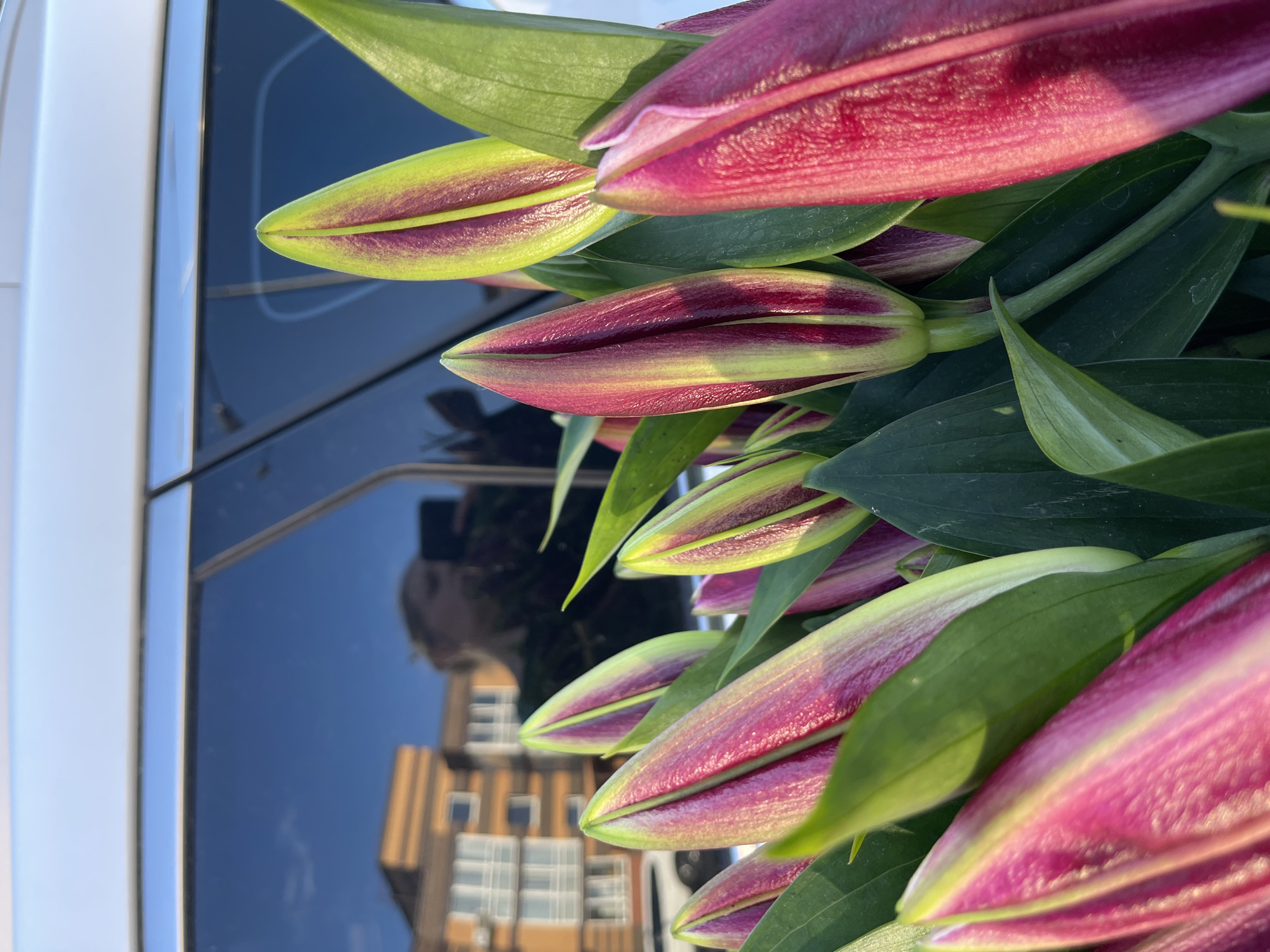 This media file is a close-up, vertically oriented photograph of several lily buds. The buds are a deep pink or magenta color with streaks of lighter pink and green. They are still closed, with their petals tightly furled. Lush green leaves surround the buds. In the background, a reflection on a dark, glossy surface shows a building with multiple windows and what appears to be a person's head and shoulders, possibly the photographer. The reflection also suggests a bright, possibly sunny day with a clear blue sky. The setting appears to be outdoors, given the natural light and the reflection of the sky. The photo's perspective is from above, looking down at the lily buds. There is no visible text. The focus is on the intricate details of the lily buds and their vibrant colors.