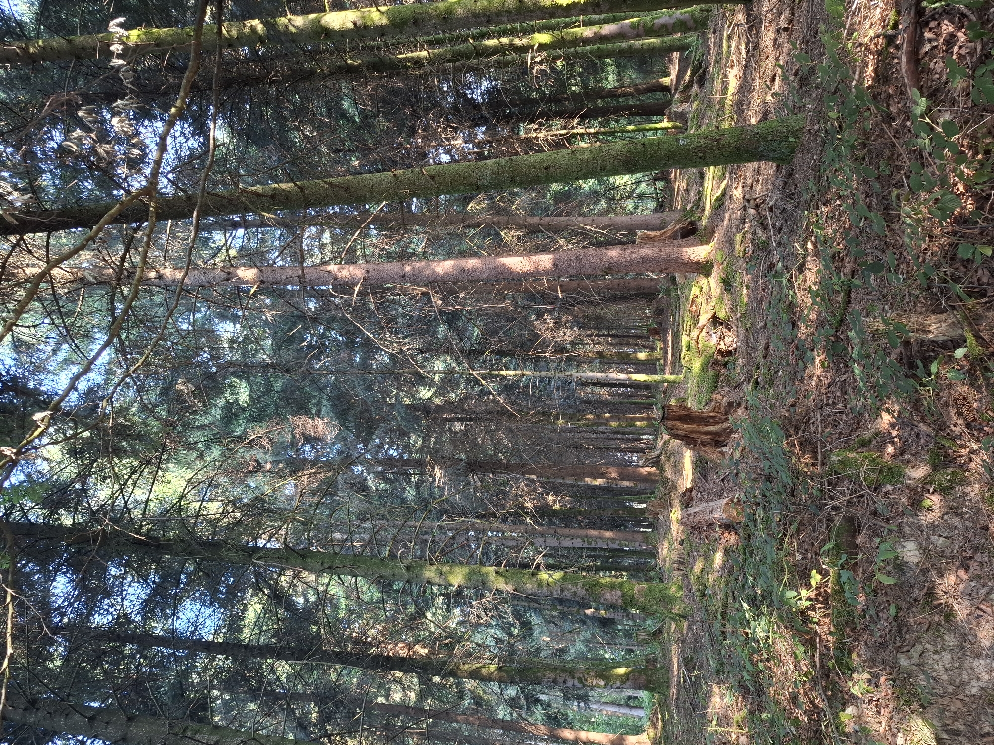 The image depicts a dense forest interior in Eschenbach (LU), Switzerland. Sunlight filters through the tall coniferous trees, casting dappled shadows on the forest floor. The ground is covered with a thick layer of fallen leaves, pine needles, twigs, and moss. Several tree stumps, some weathered and moss-covered, are visible. The undergrowth consists of ferns and small green plants. The overall impression is a natural, untouched forest environment. No people or animals are present in the image.