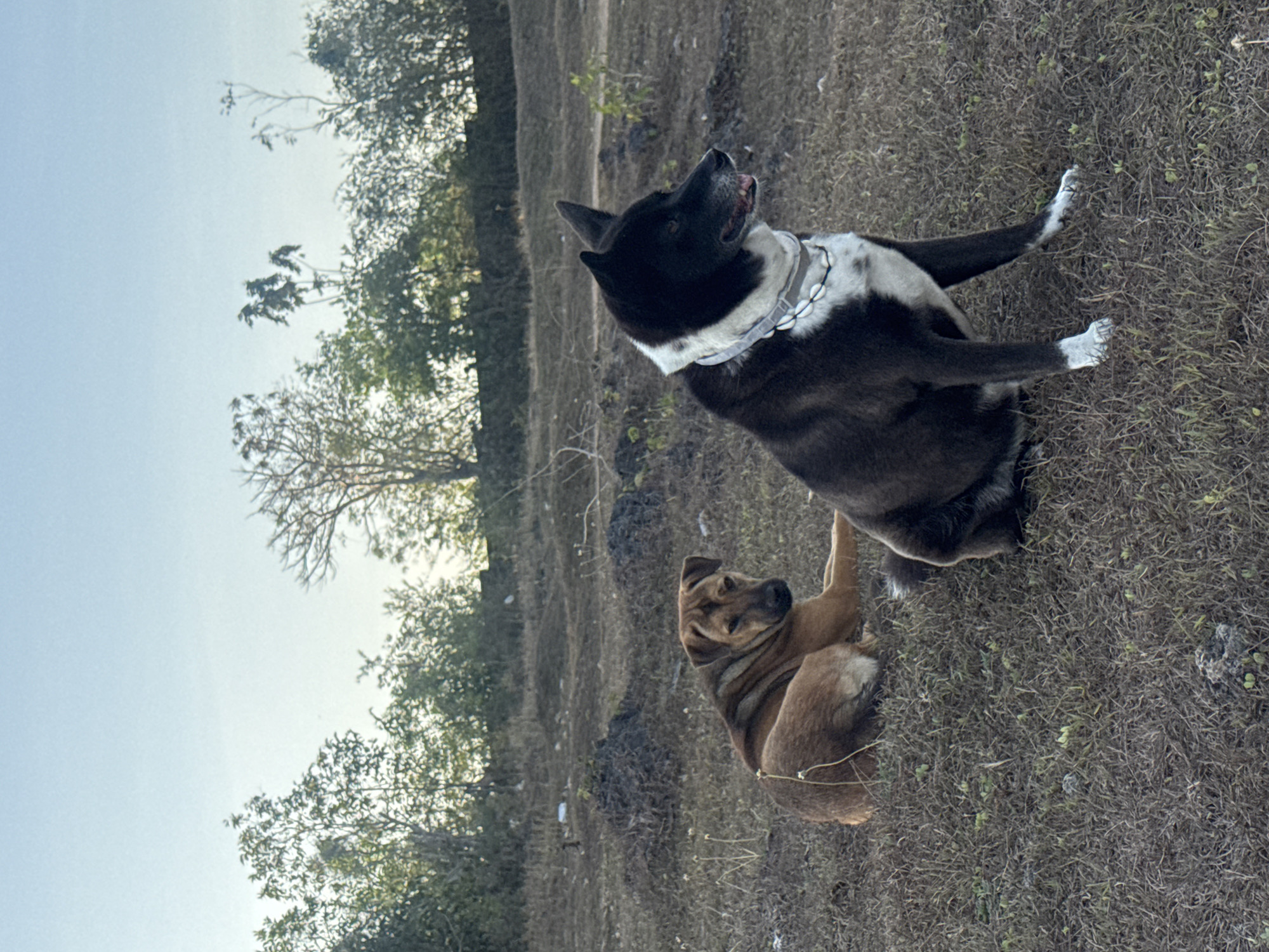 Two dogs are in a field in Kuta Selatan, Indonesia. The dog in the foreground is black and white with a white chest and white socks on its paws. It is wearing a grey collar with white shells. The dog is sitting and looking to the right. The dog in the background is tan and is lying down and looking to the left. The field is covered in dry grass and there are trees and bushes in the background. The sky is blue and clear.
